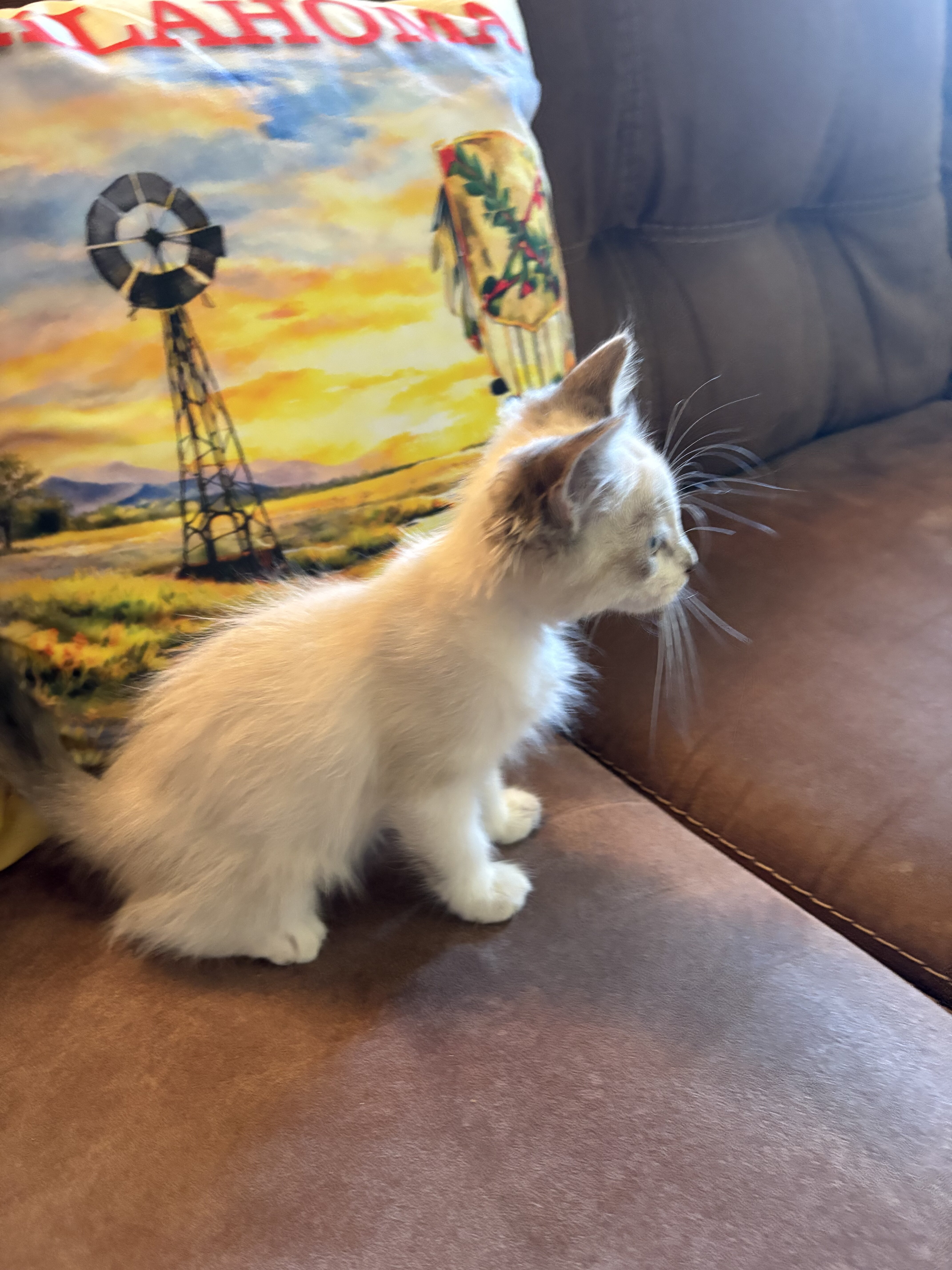 Fluffy Snowshoe Kitten/Okla. image 1