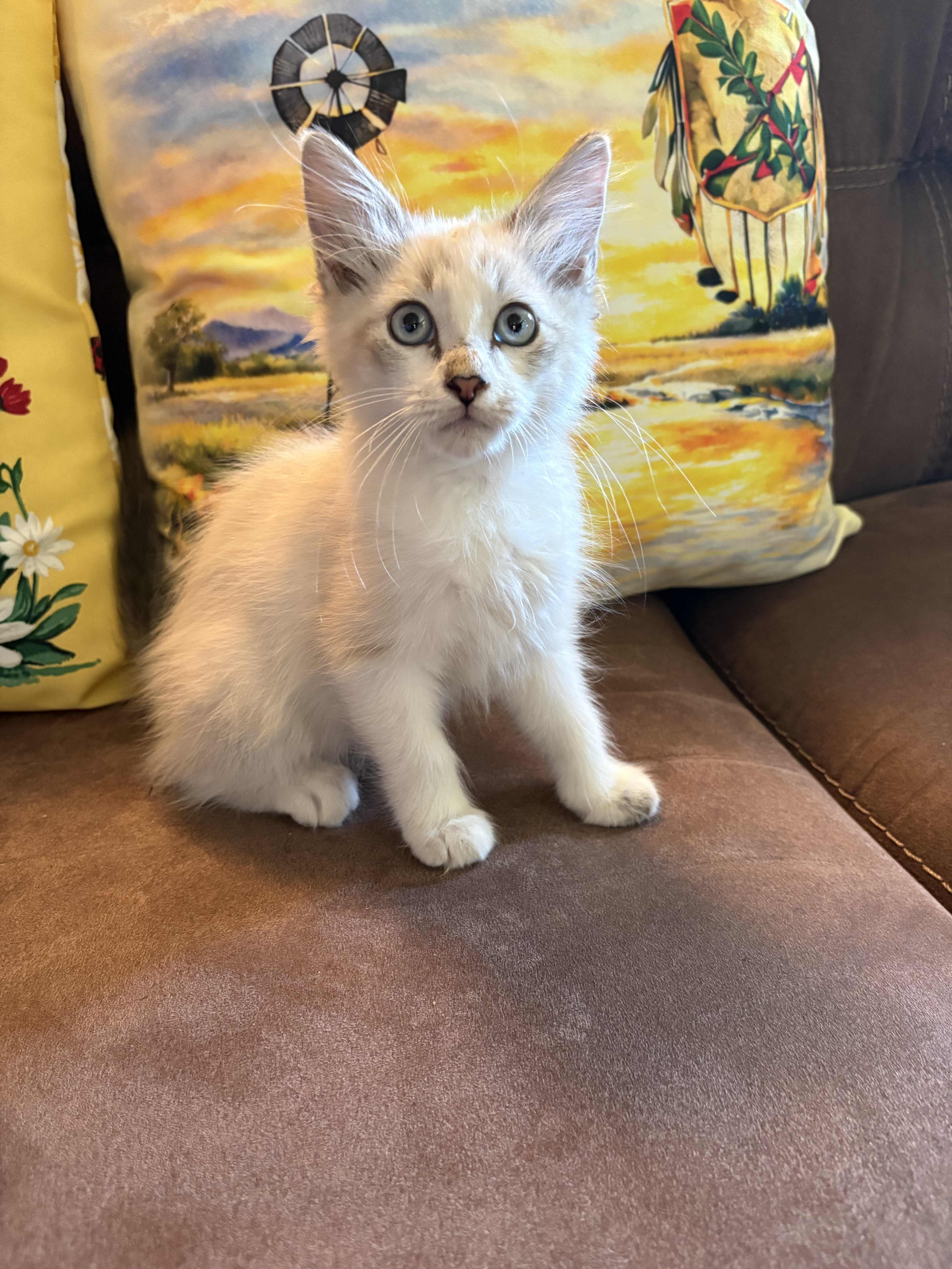 Fluffy Snowshoe Kitten/Okla. image 2