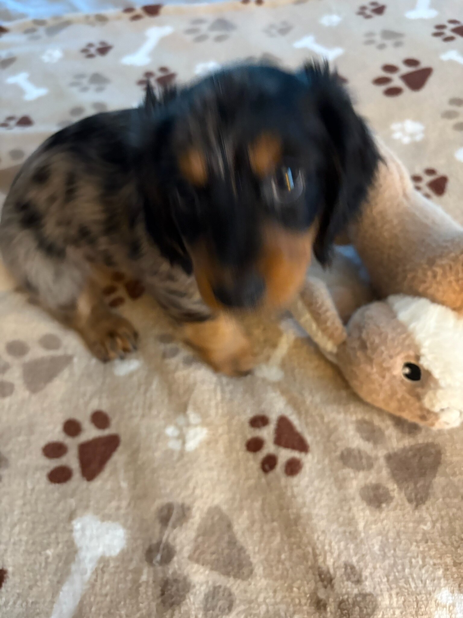 CKC MINIATURE DACHSHUND SILVER DAPPLE "JET" image 3