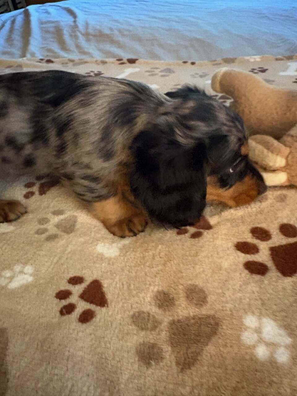 CKC MINIATURE DACHSHUND SILVER DAPPLE "JET" image 2