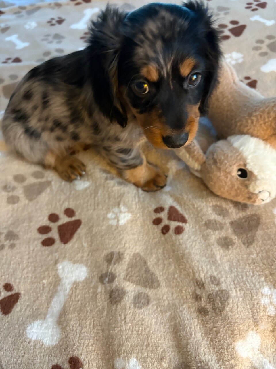 CKC MINIATURE DACHSHUND SILVER DAPPLE "JET" image 1