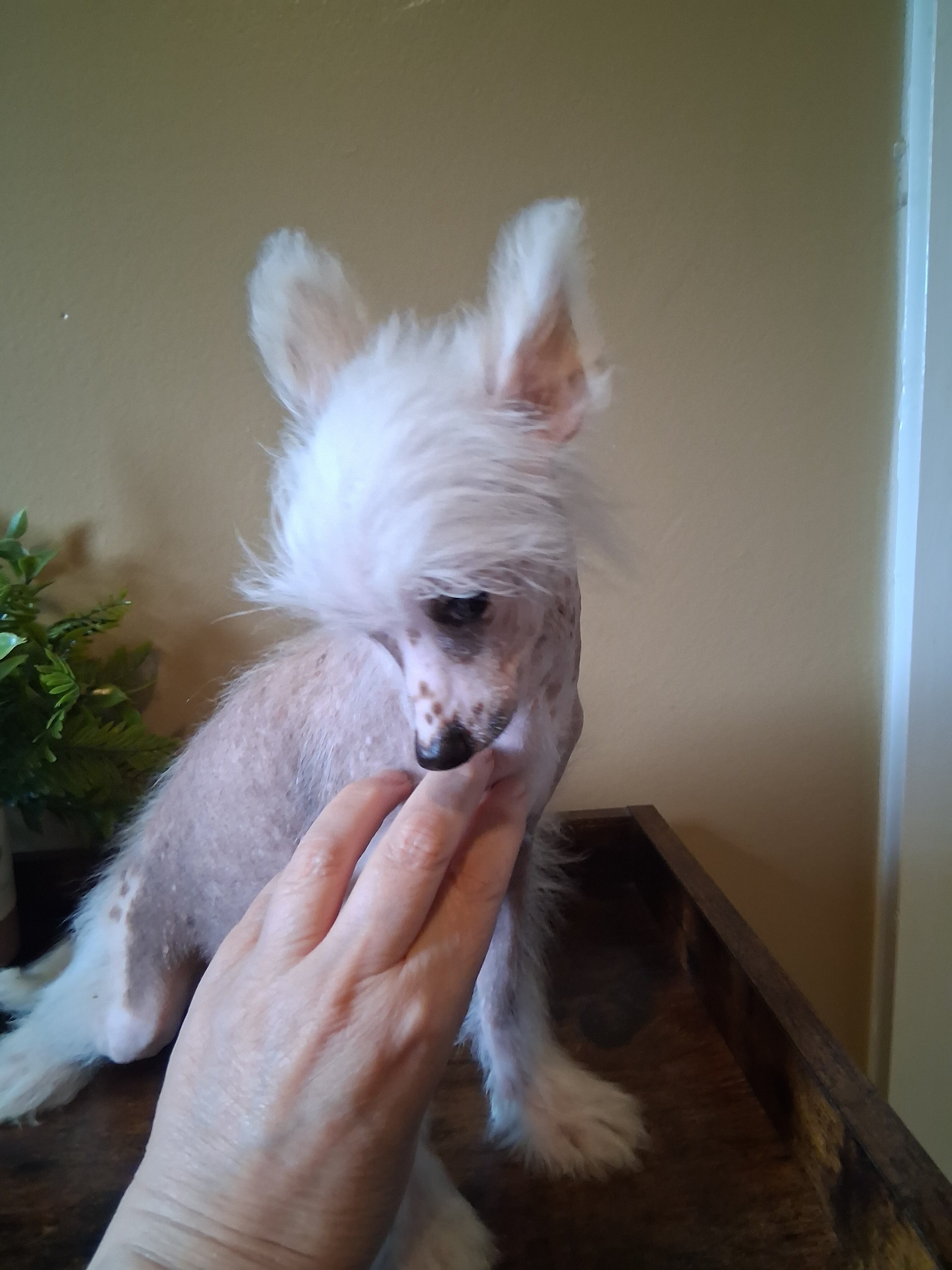Chinese Crested Pixie image 2