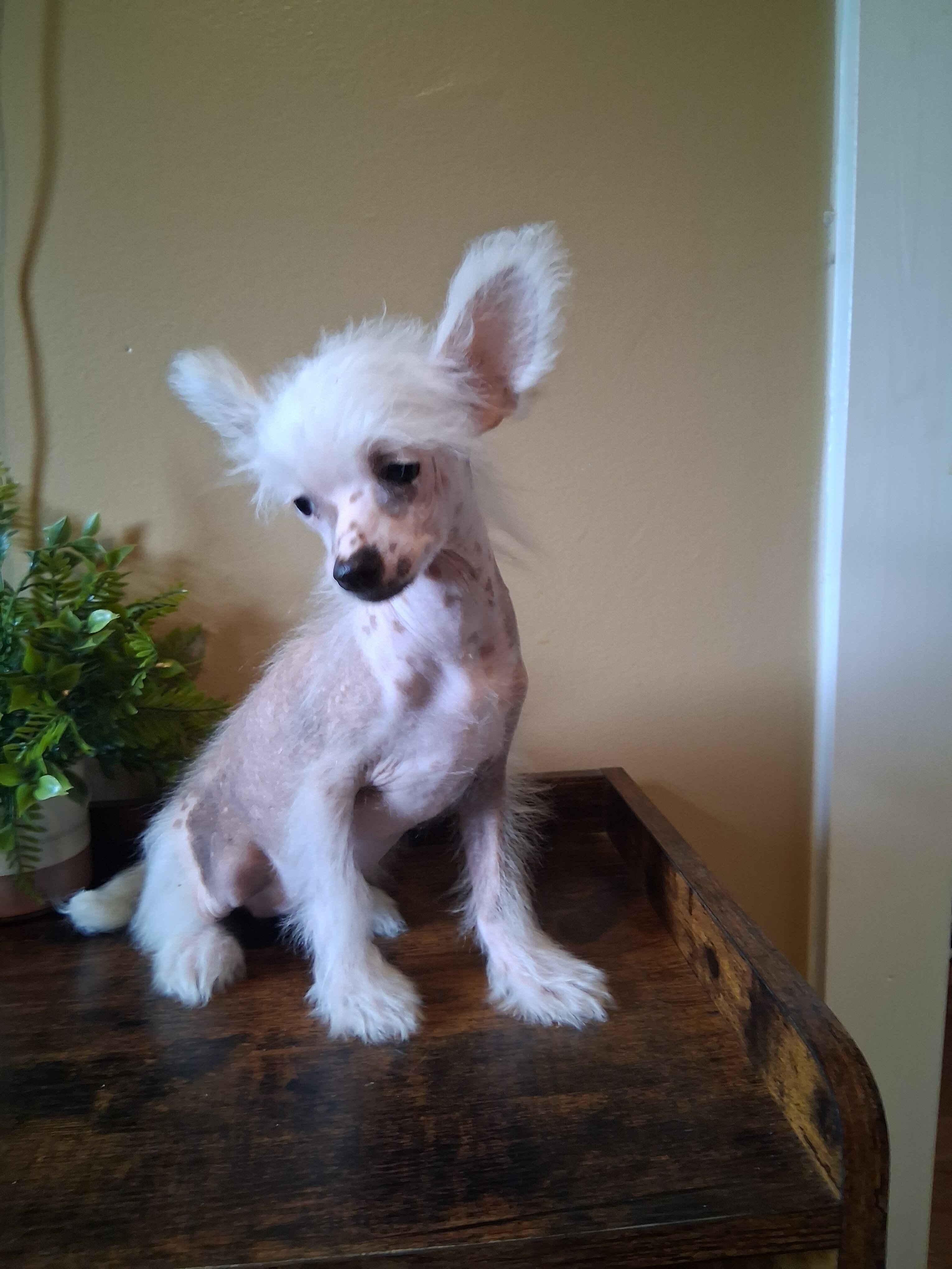 Chinese Crested Pixie image 1