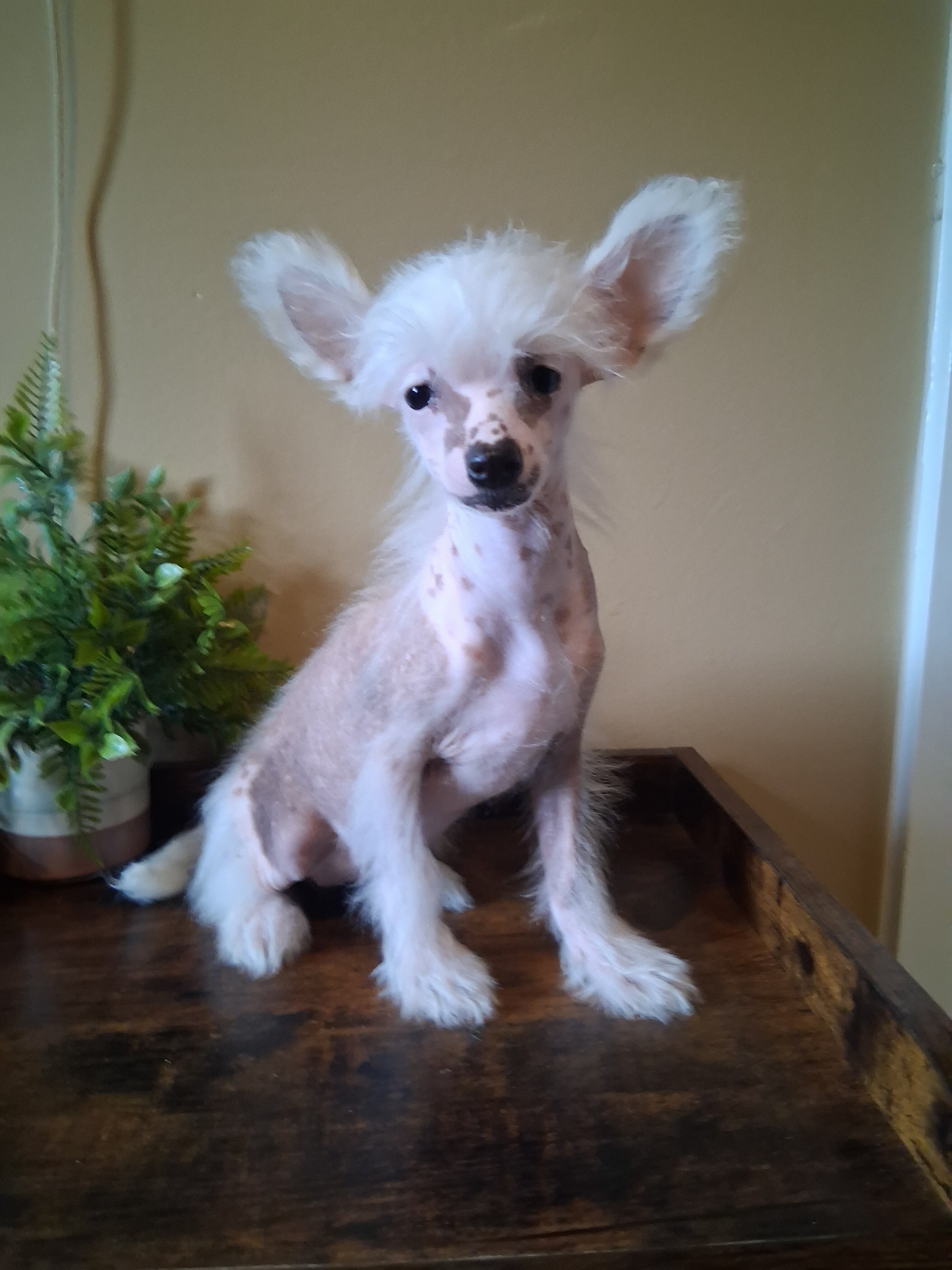 Chinese Crested Pixie image 3