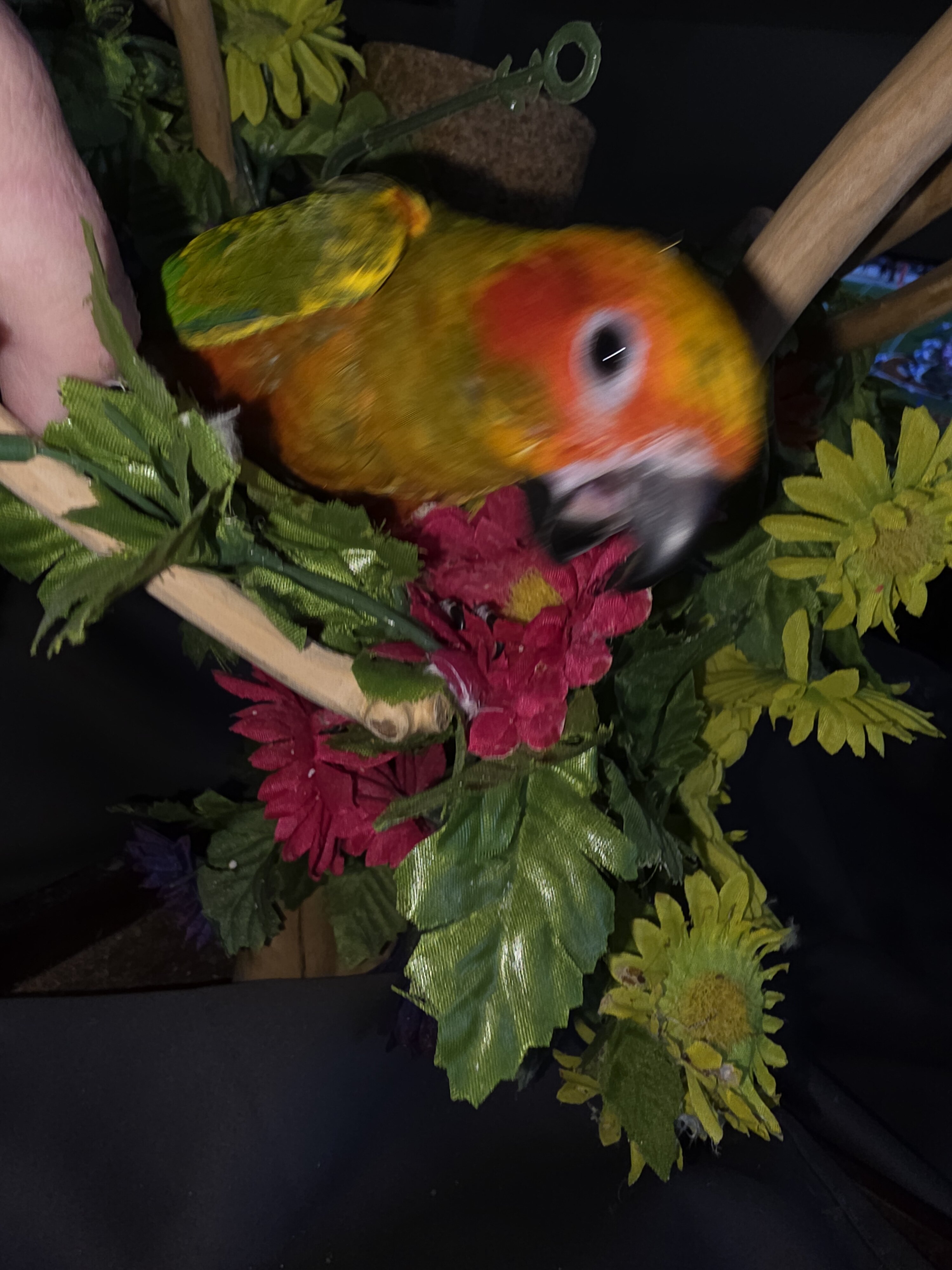 Sun Conures image 1