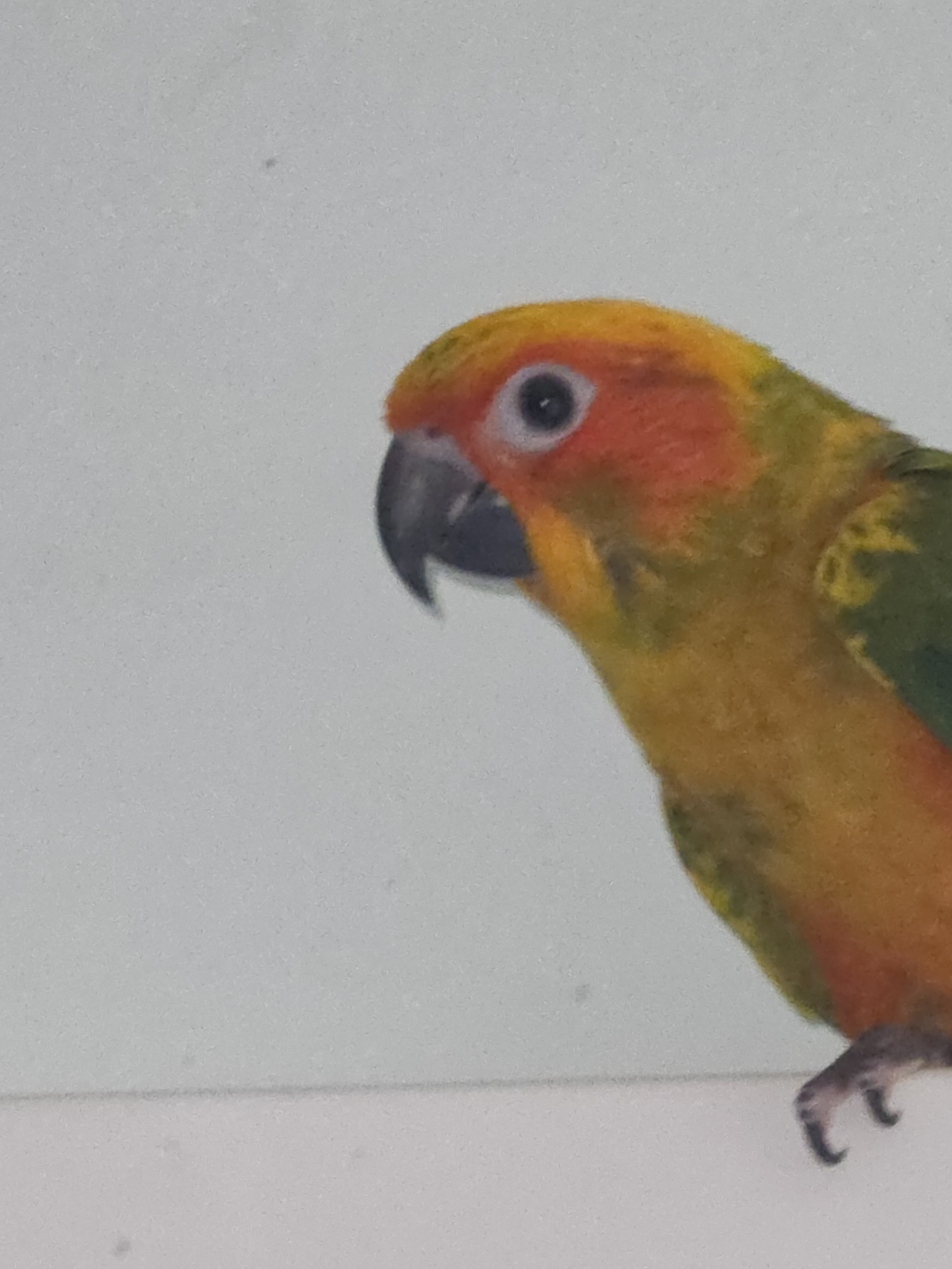 Sun Conures image 2