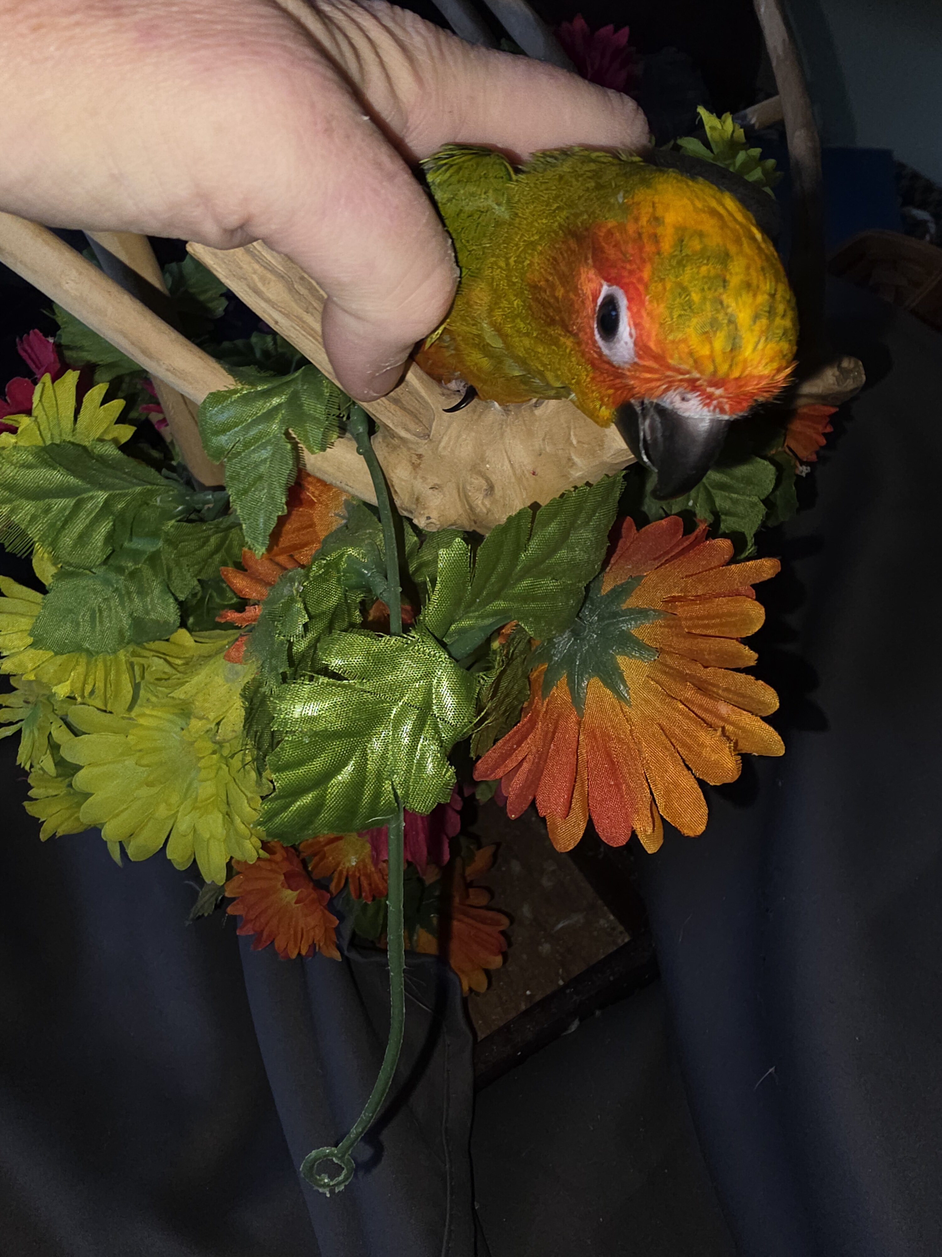 Sun Conures image 3