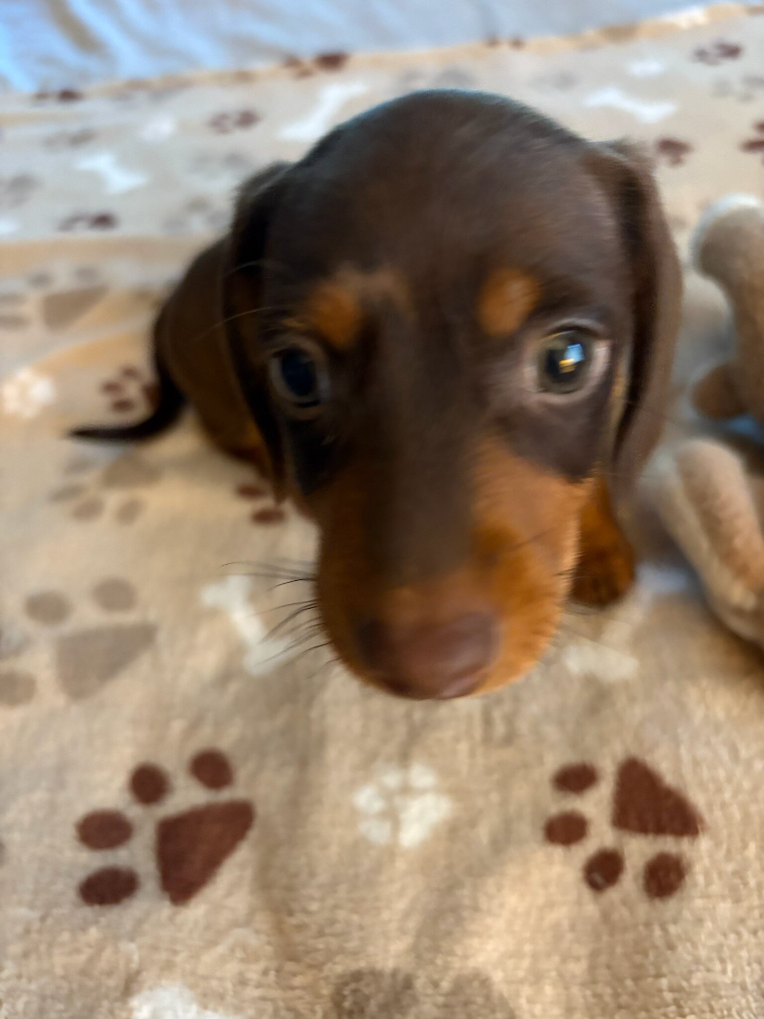 CKC MINIATURE CHOCOLATE & TAN DACHSHUND "REX" image 4