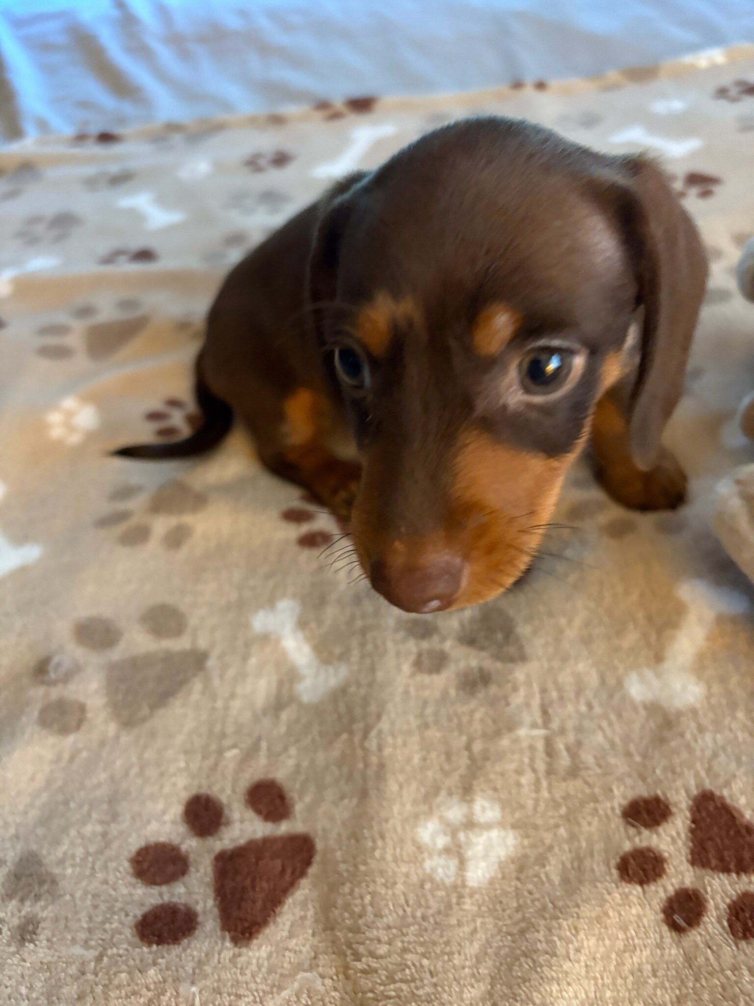 CKC MINIATURE CHOCOLATE & TAN DACHSHUND "REX" image 2