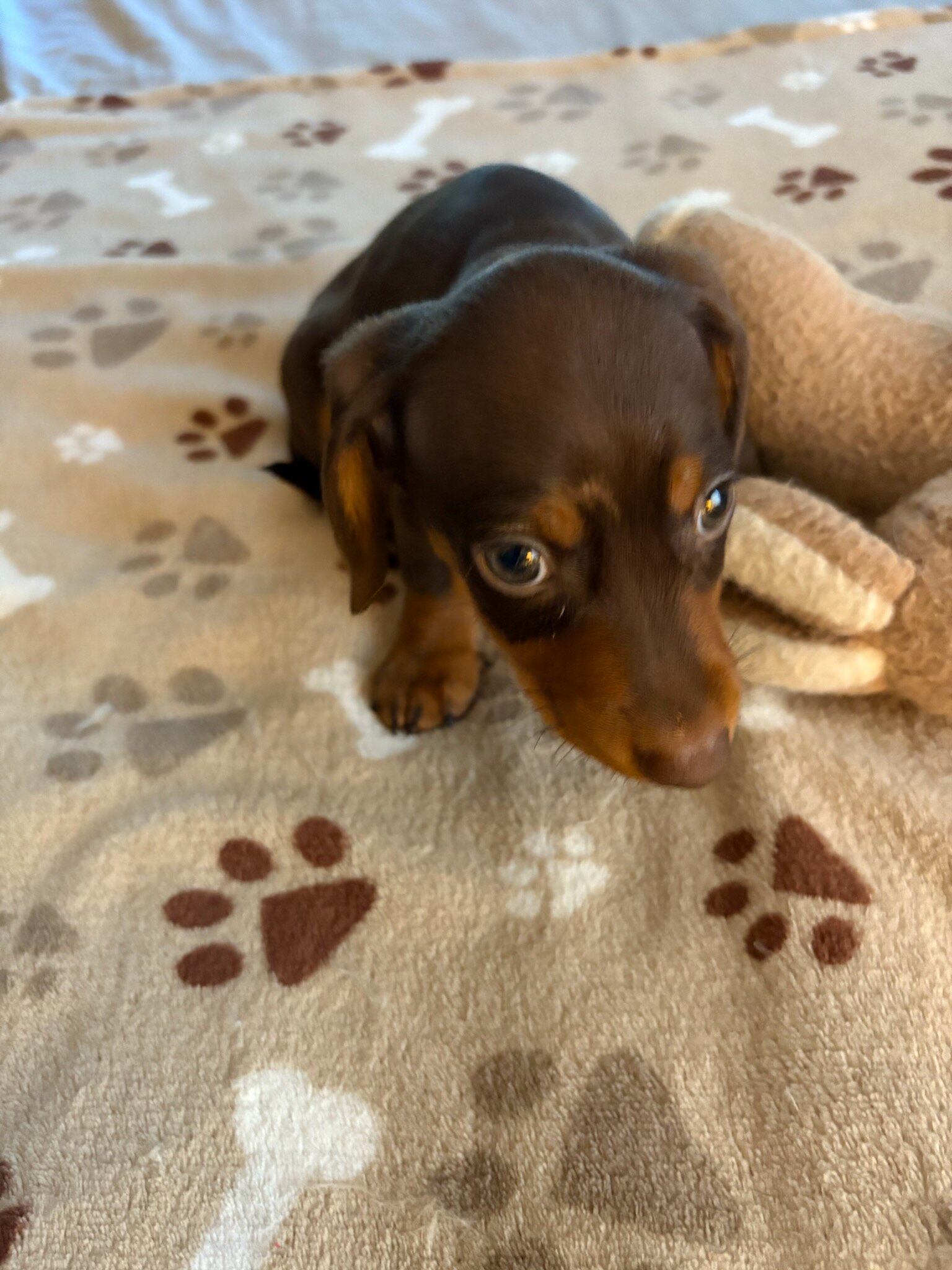 CKC MINIATURE CHOCOLATE & TAN DACHSHUND "REX" image 1