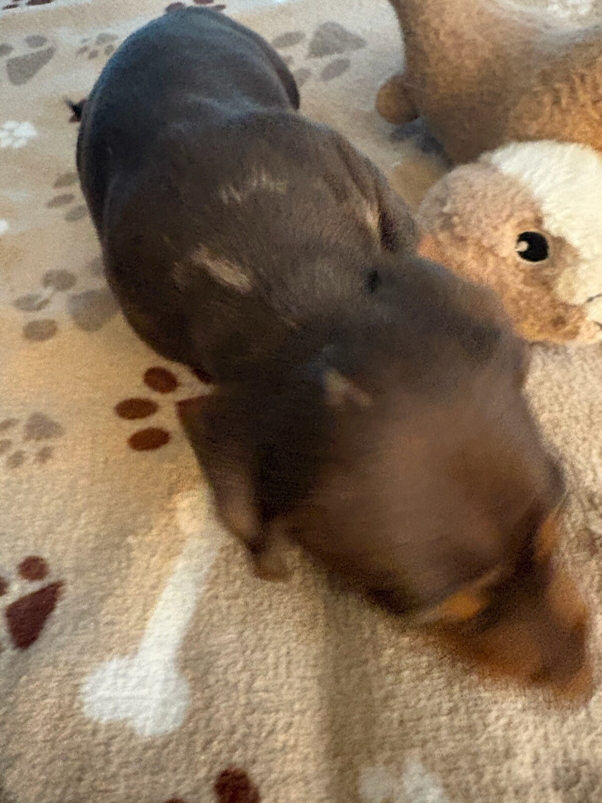 CKC MINIATURE CHOCOLATE & TAN DACHSHUND "REX" image 3