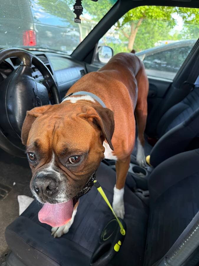 Very Gentle 3 year old Boxer male image 4