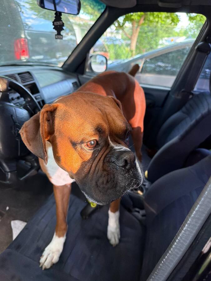 Very Gentle 3 year old Boxer male image 1
