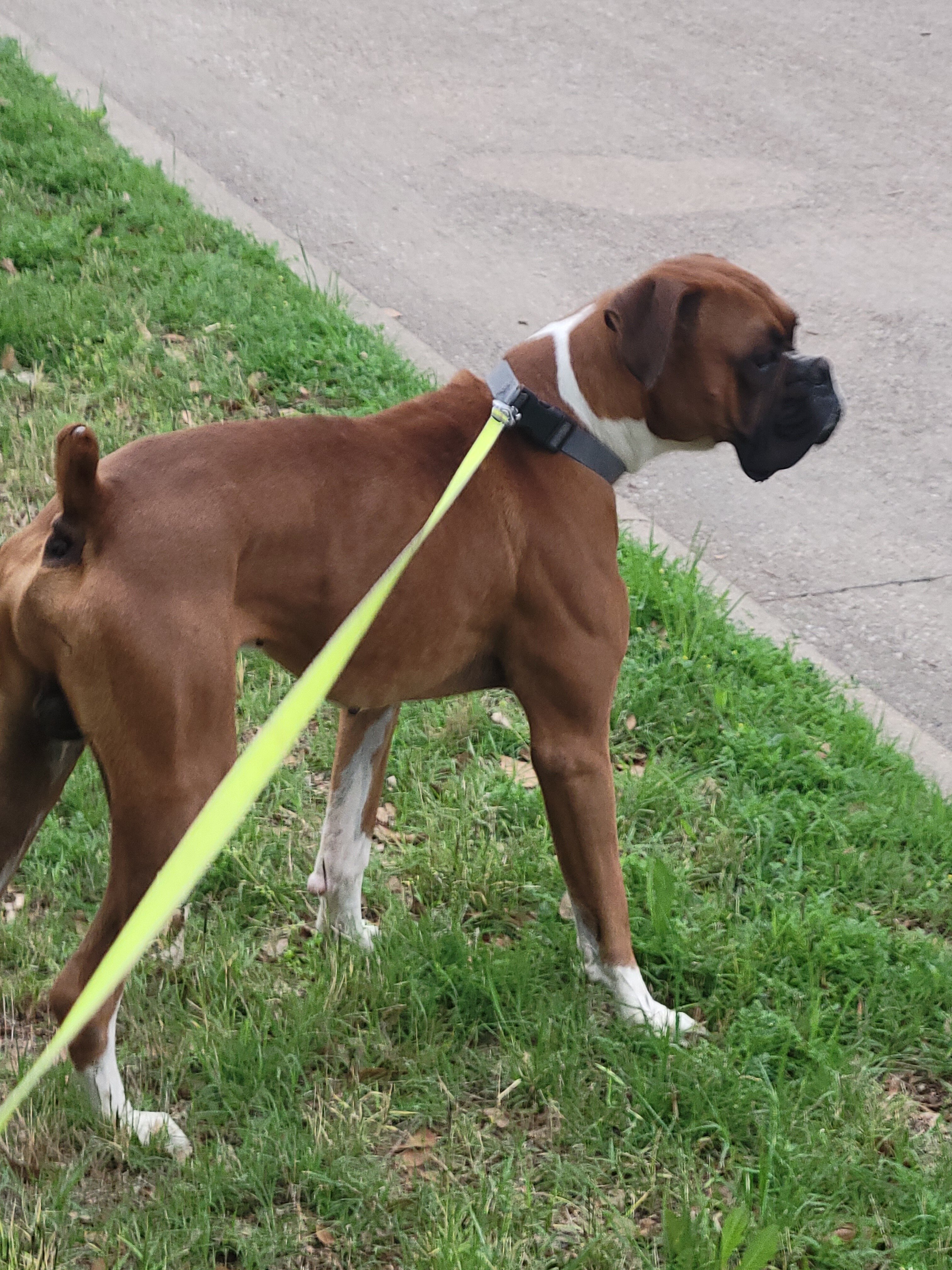 Very Gentle 3 year old Boxer male image 2