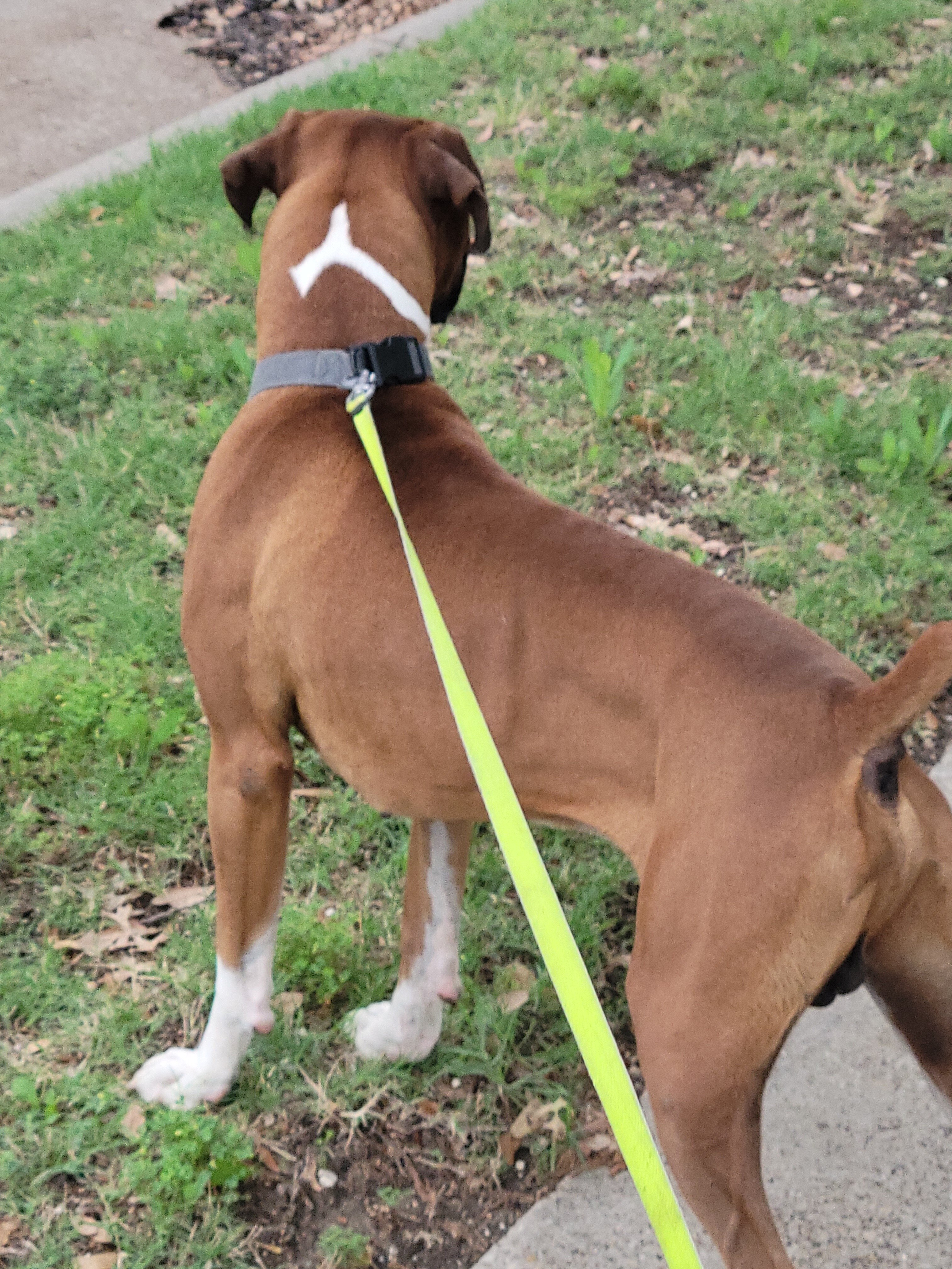 Very Gentle 3 year old Boxer male image 3