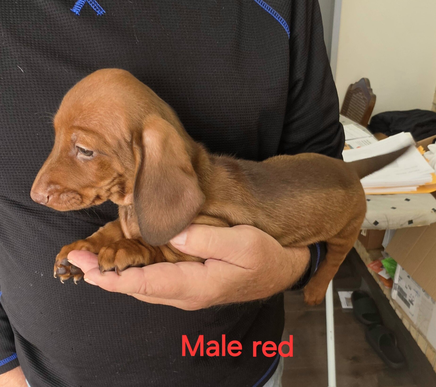 Akc Mini Dachshunds image 5