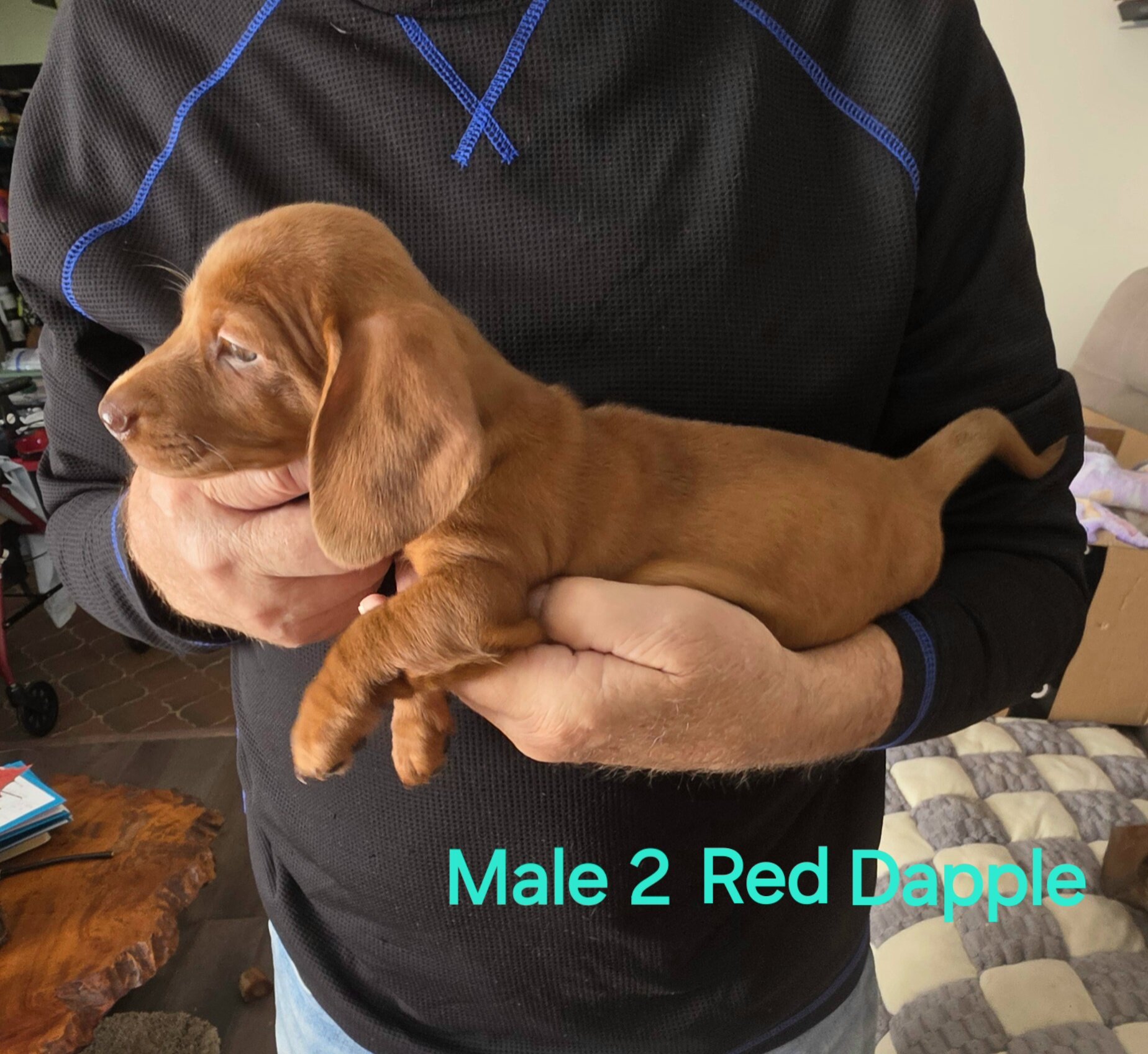 Akc Mini Dachshunds image 6