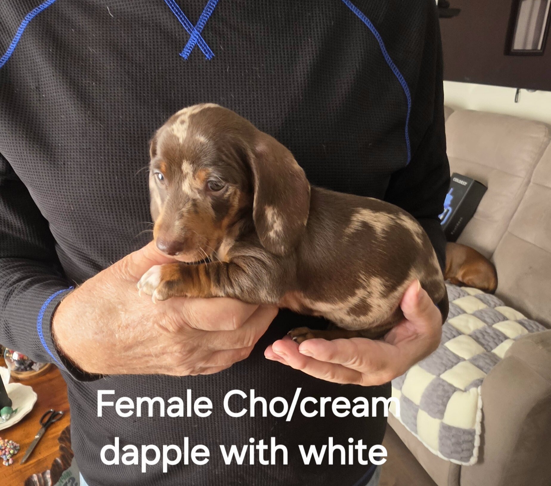 Akc Mini Dachshunds image 1