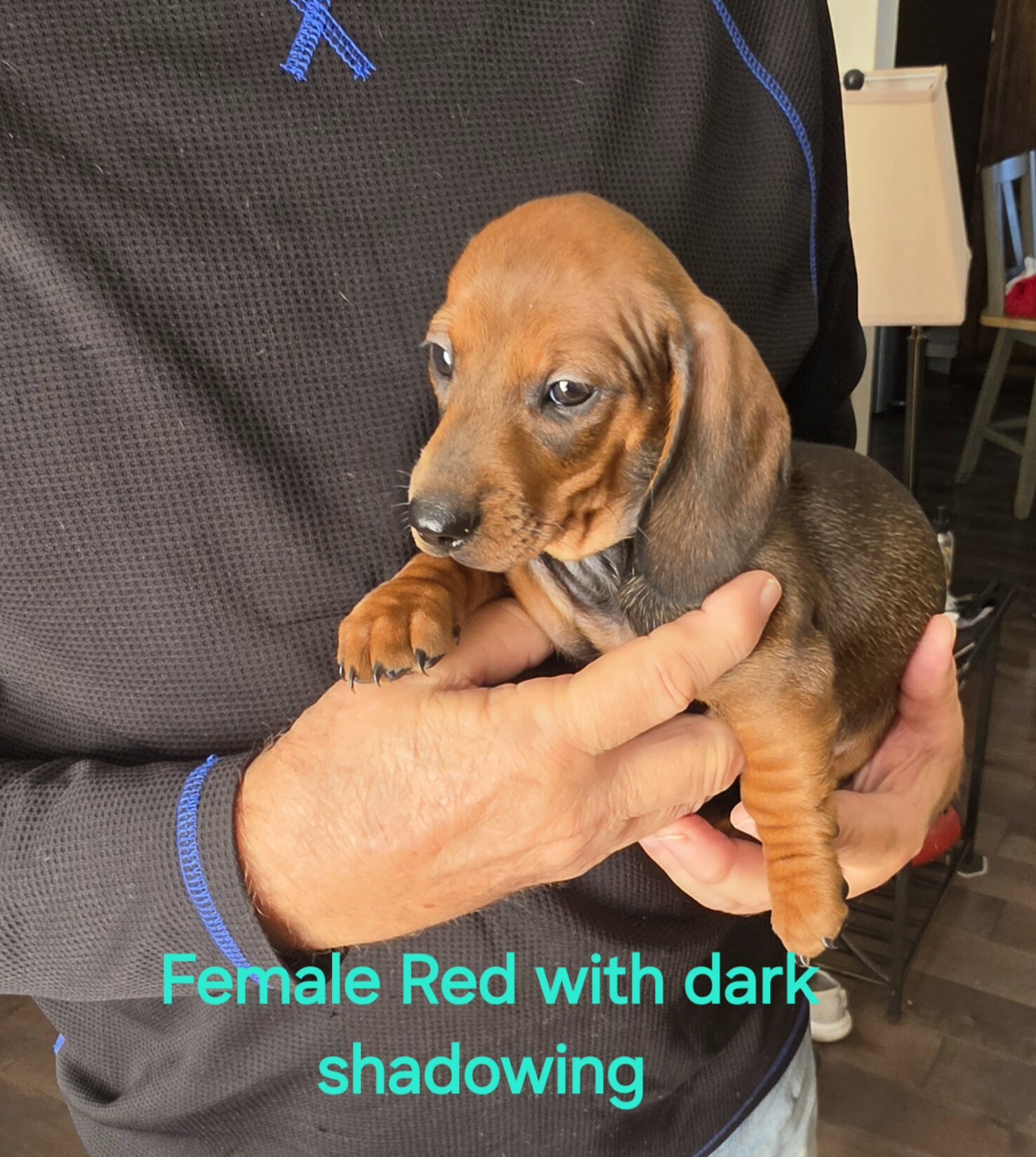 Akc Mini Dachshunds image 2