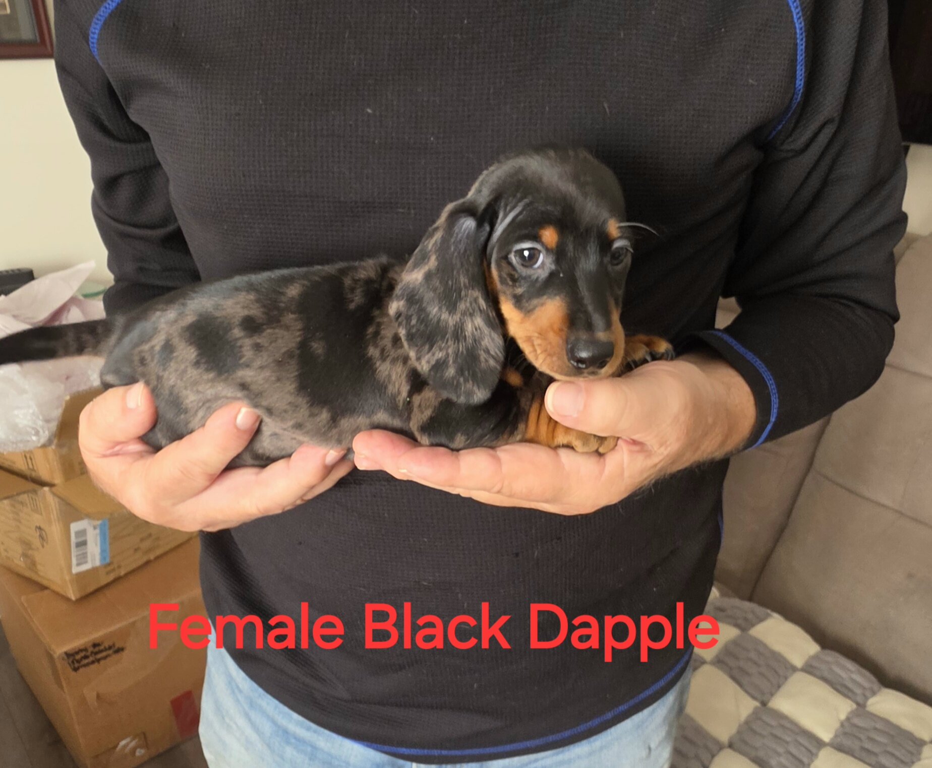 Akc Mini Dachshunds image 3
