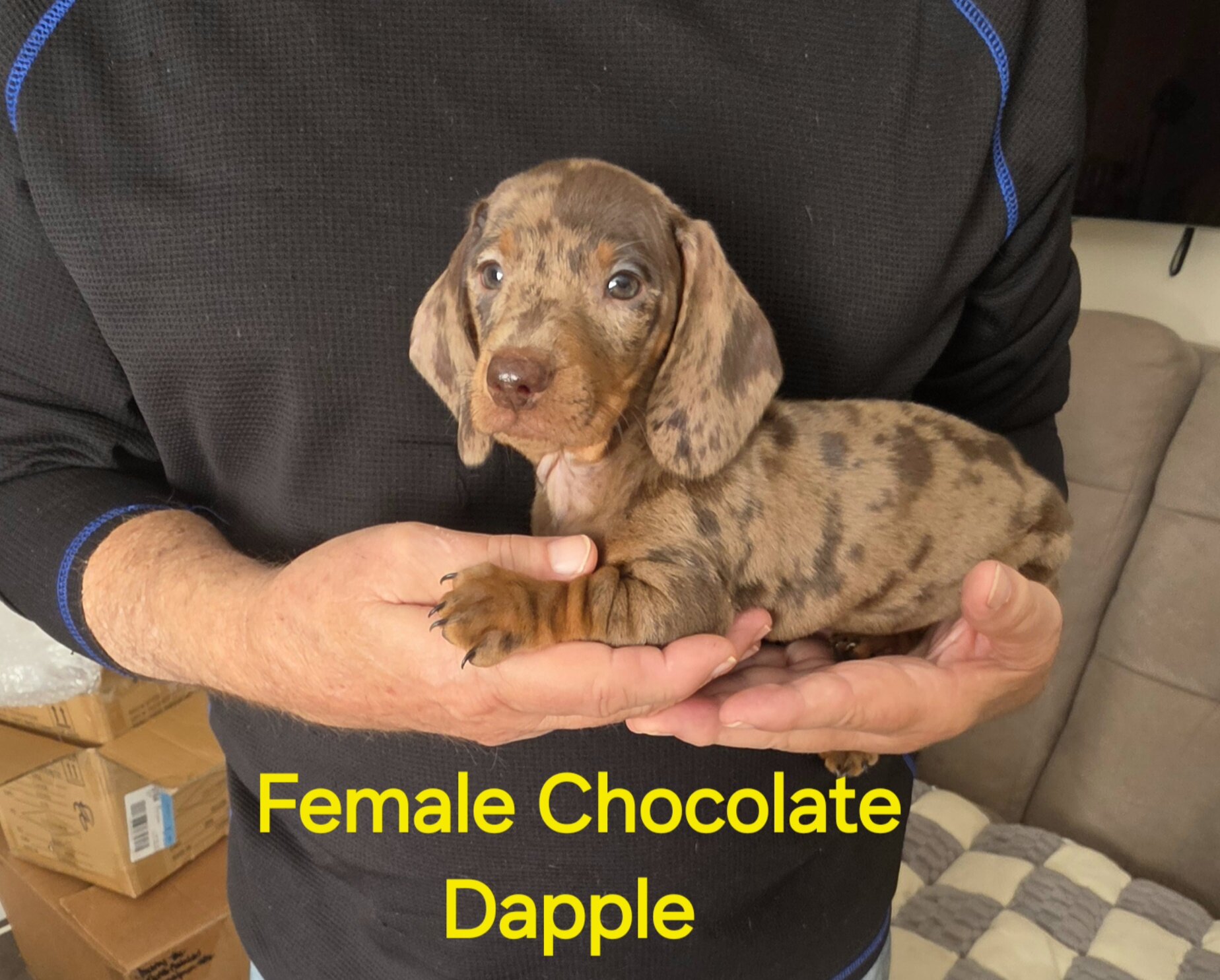 Akc Mini Dachshunds image 4