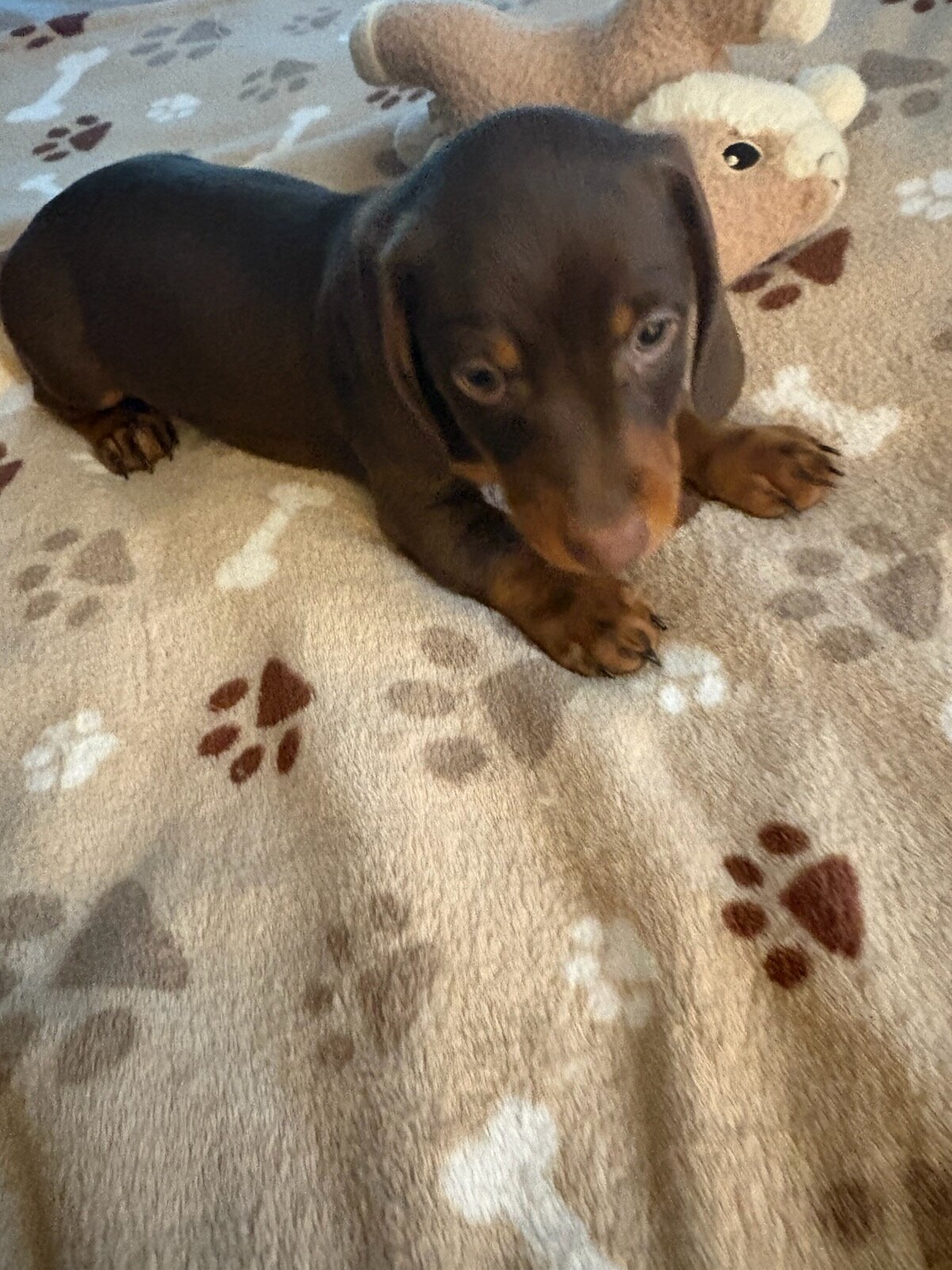 CKC JAX MINIATURE CHOCOLATE & TAN DACHSHUND image 1