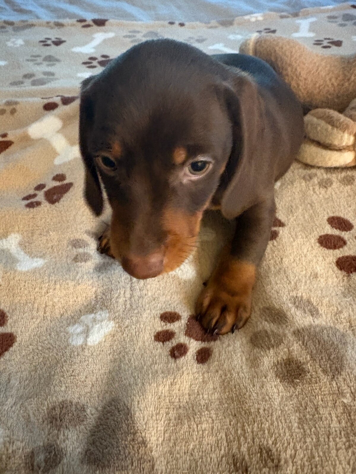 CKC JAX MINIATURE CHOCOLATE & TAN DACHSHUND image 3
