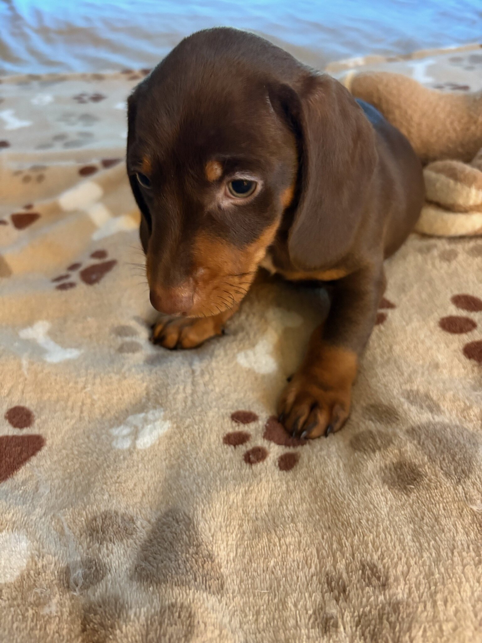 CKC JAX MINIATURE CHOCOLATE & TAN DACHSHUND image 2
