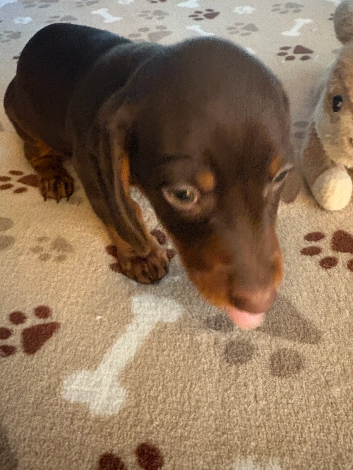CKC JAX MINIATURE CHOCOLATE & TAN DACHSHUND image 4