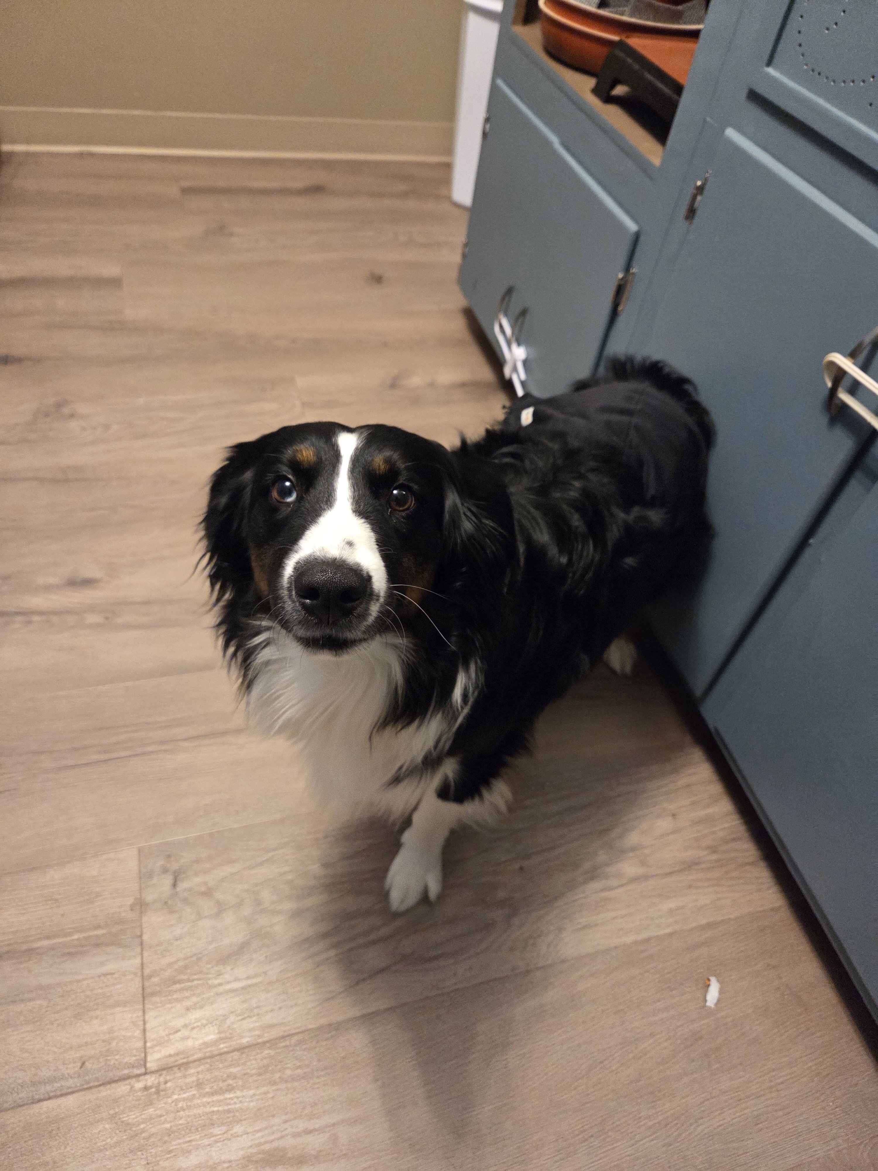 Australian Shepherd image 4
