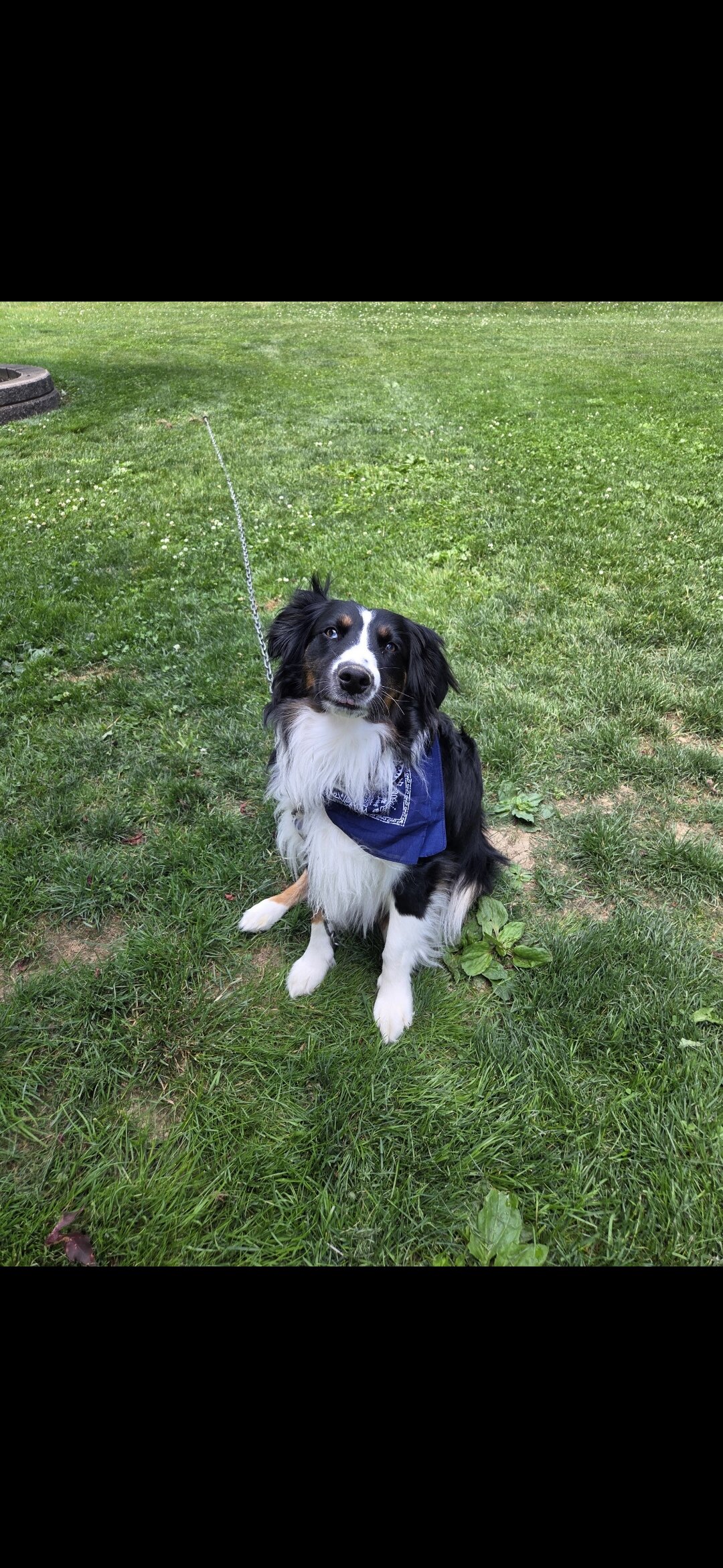 Australian Shepherd image 3