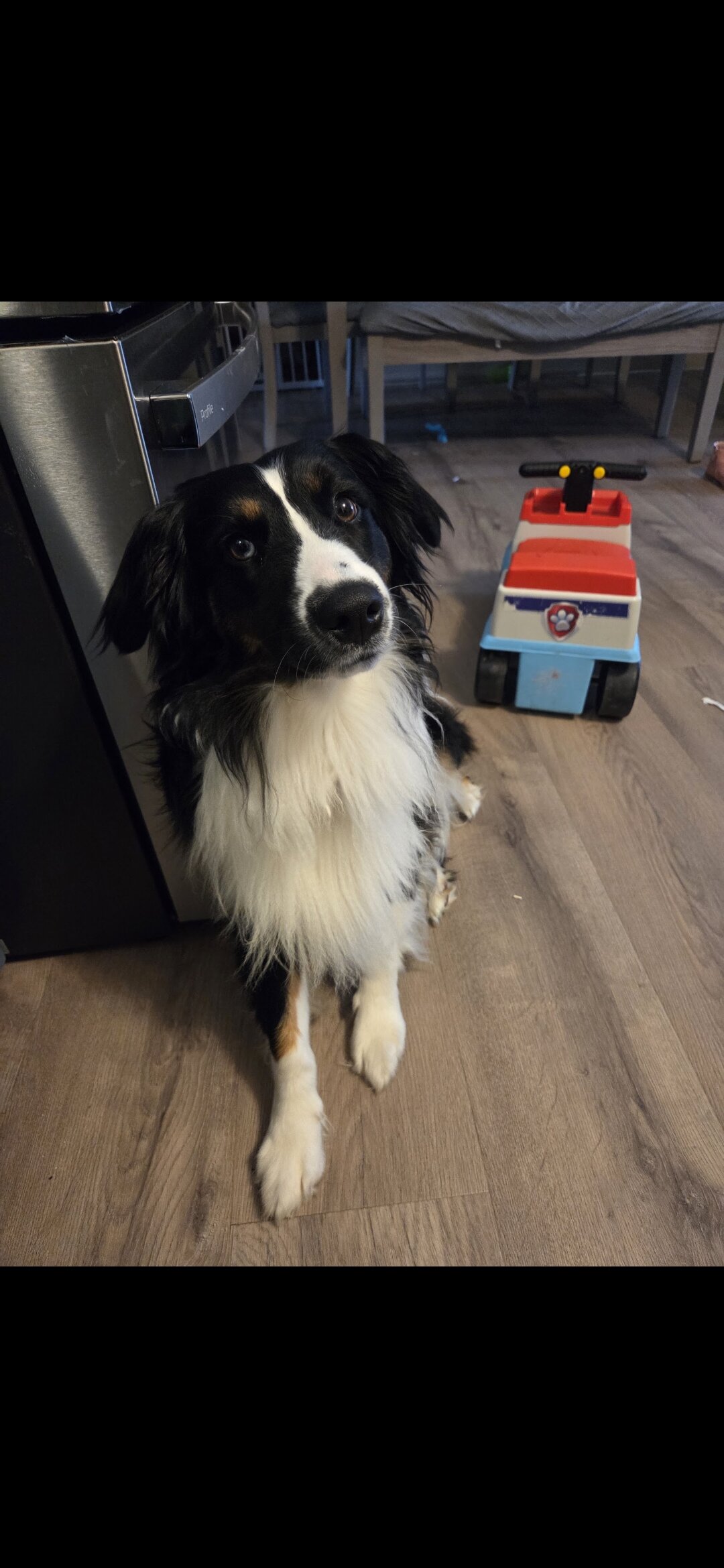 Australian Shepherd image 2