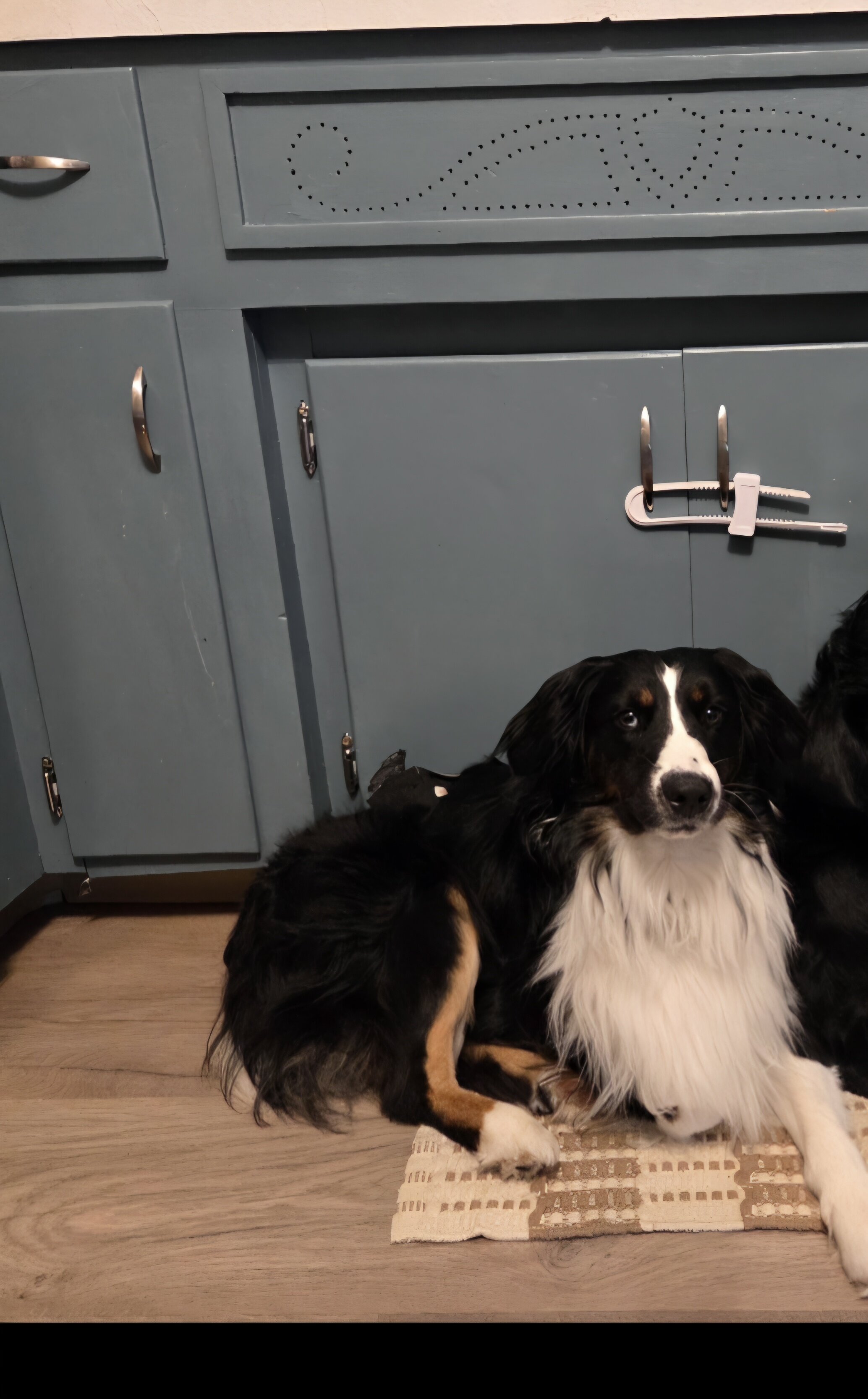 Australian Shepherd image 1