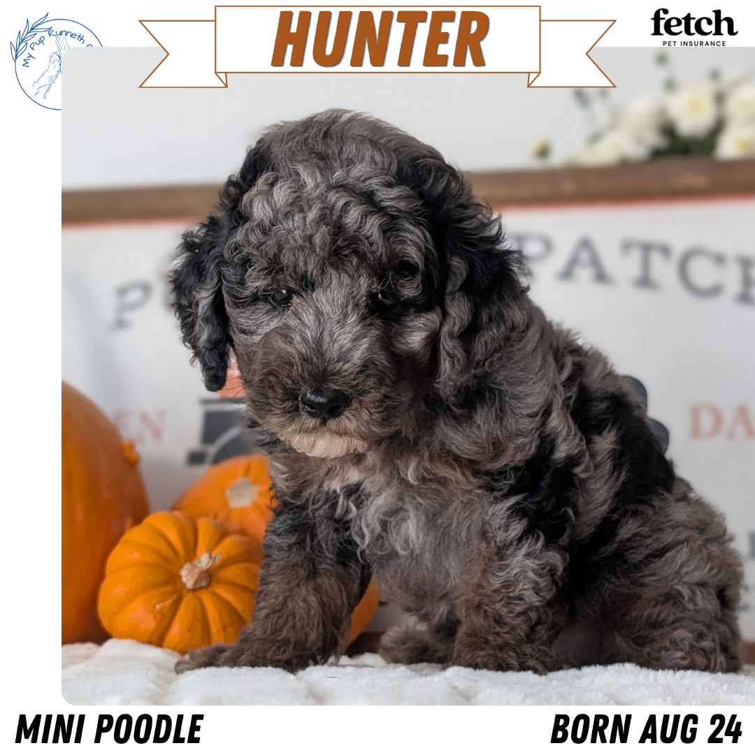 AKC MINI POODLE PUPS image 2