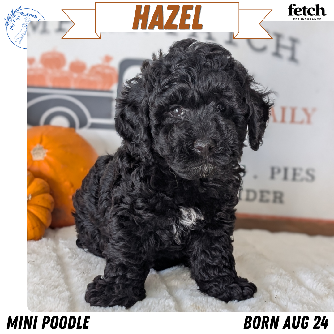AKC MINI POODLE PUPS image 3