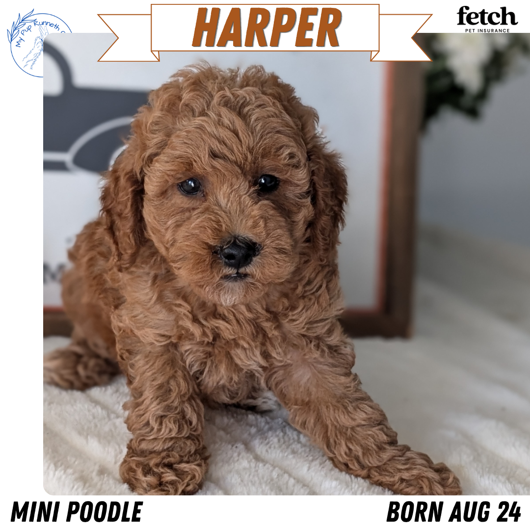 AKC MINI POODLE PUPS image 4