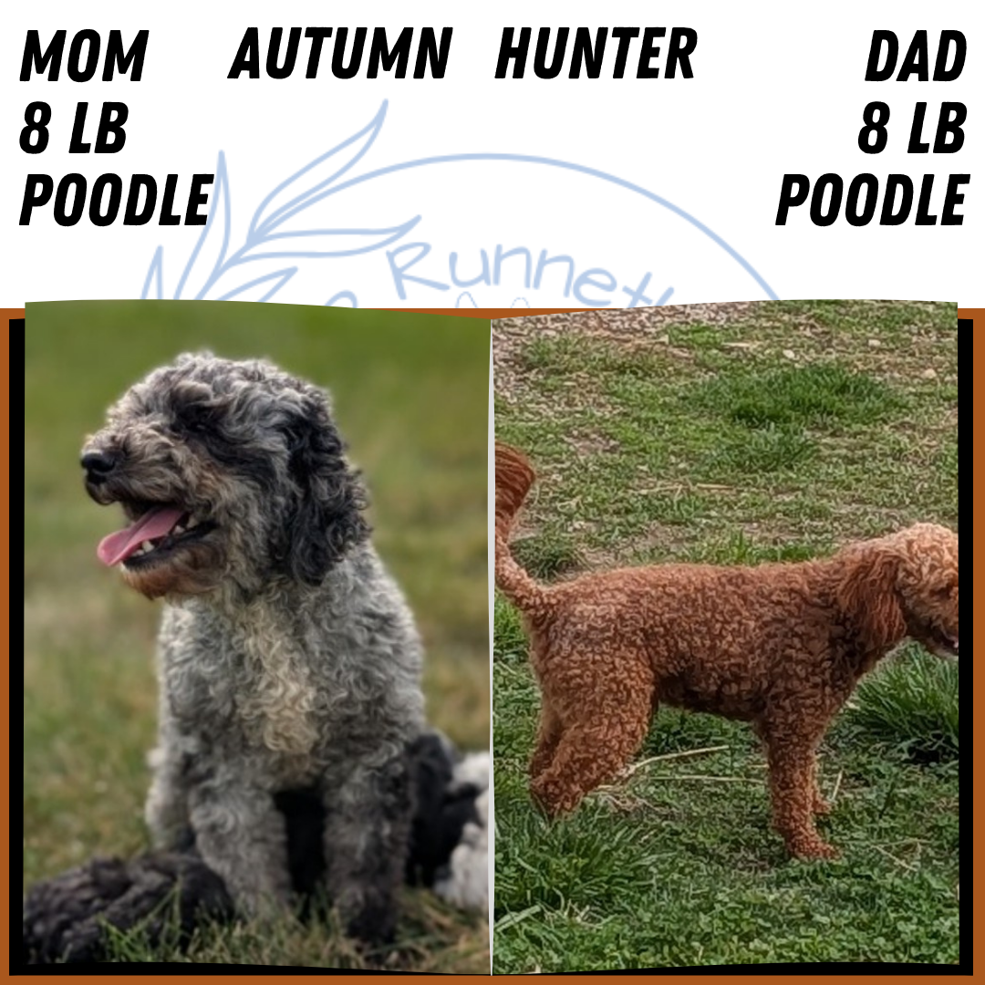 AKC MINI POODLE PUPS image 5