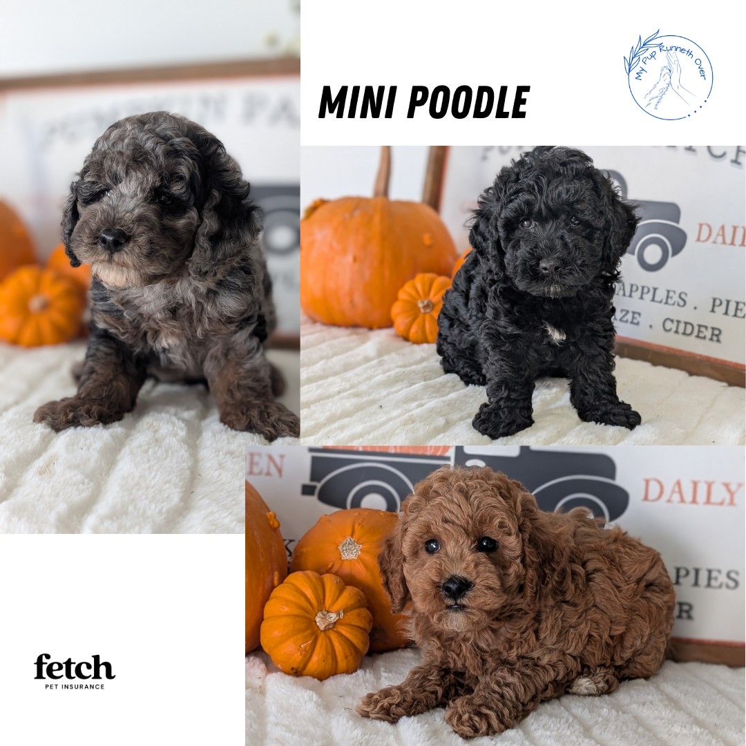 AKC MINI POODLE PUPS image 1