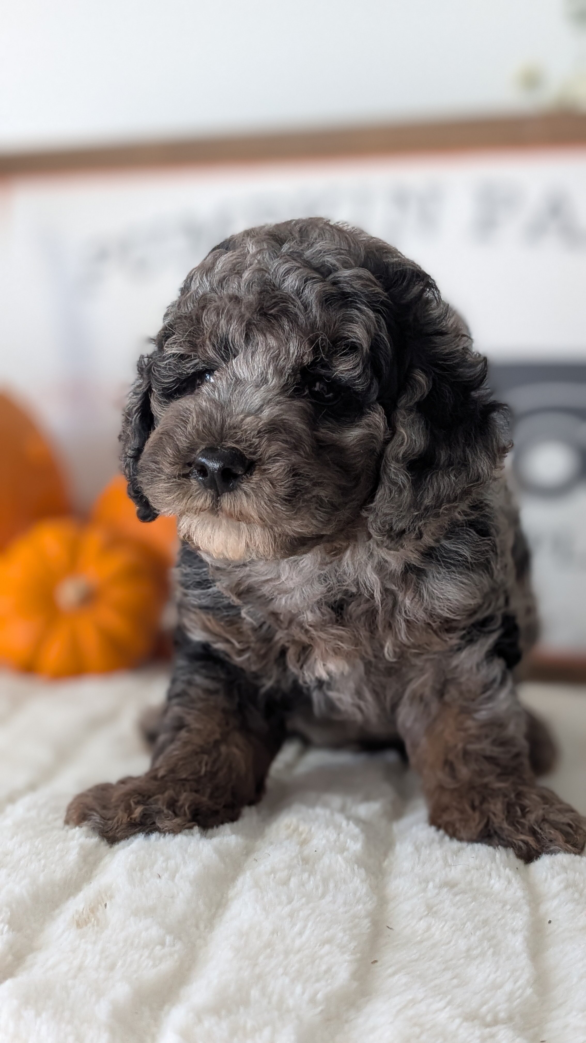 AKC MINI POODLE PUPS image 10
