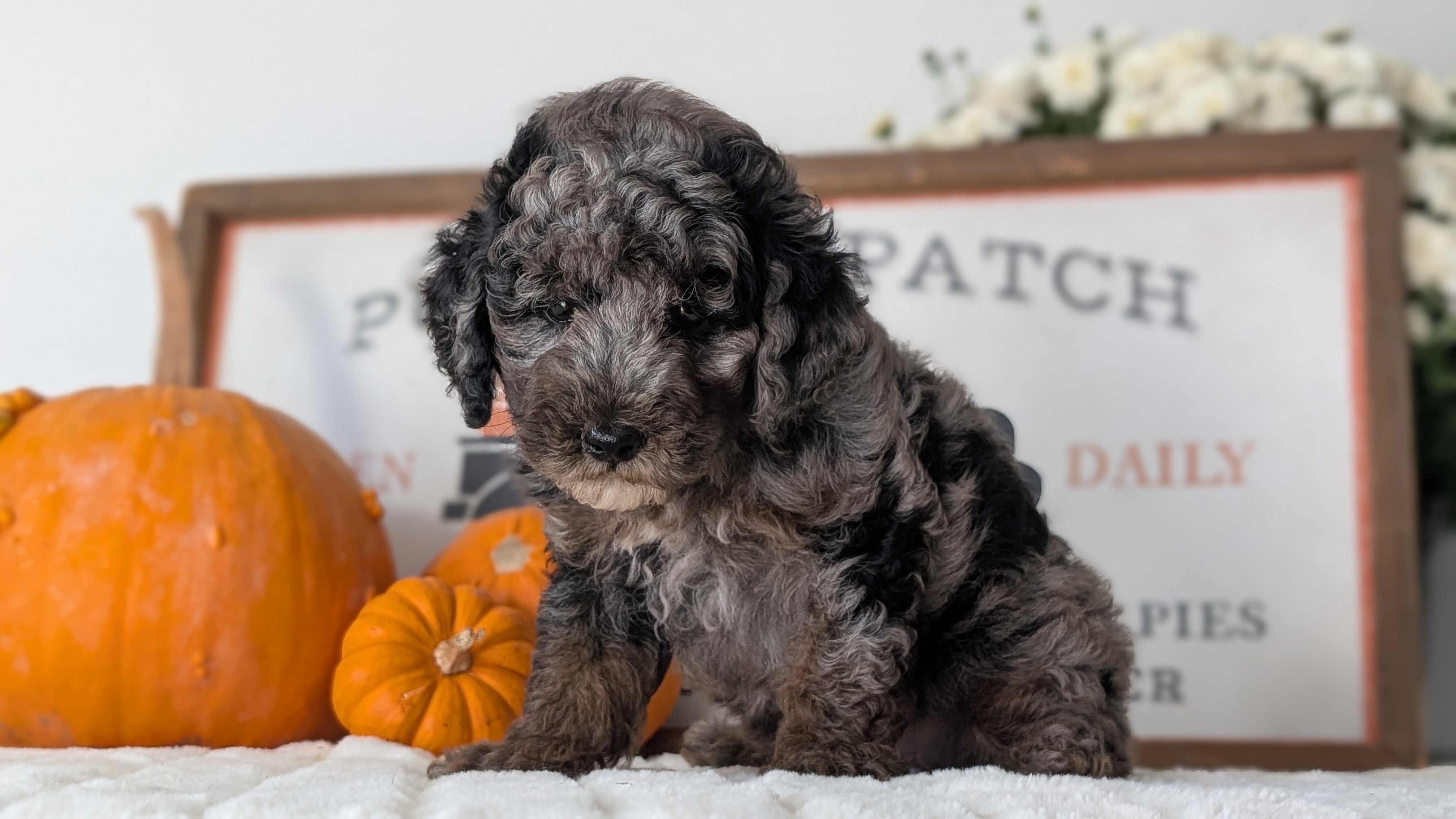 AKC MINI POODLE PUPS image 9