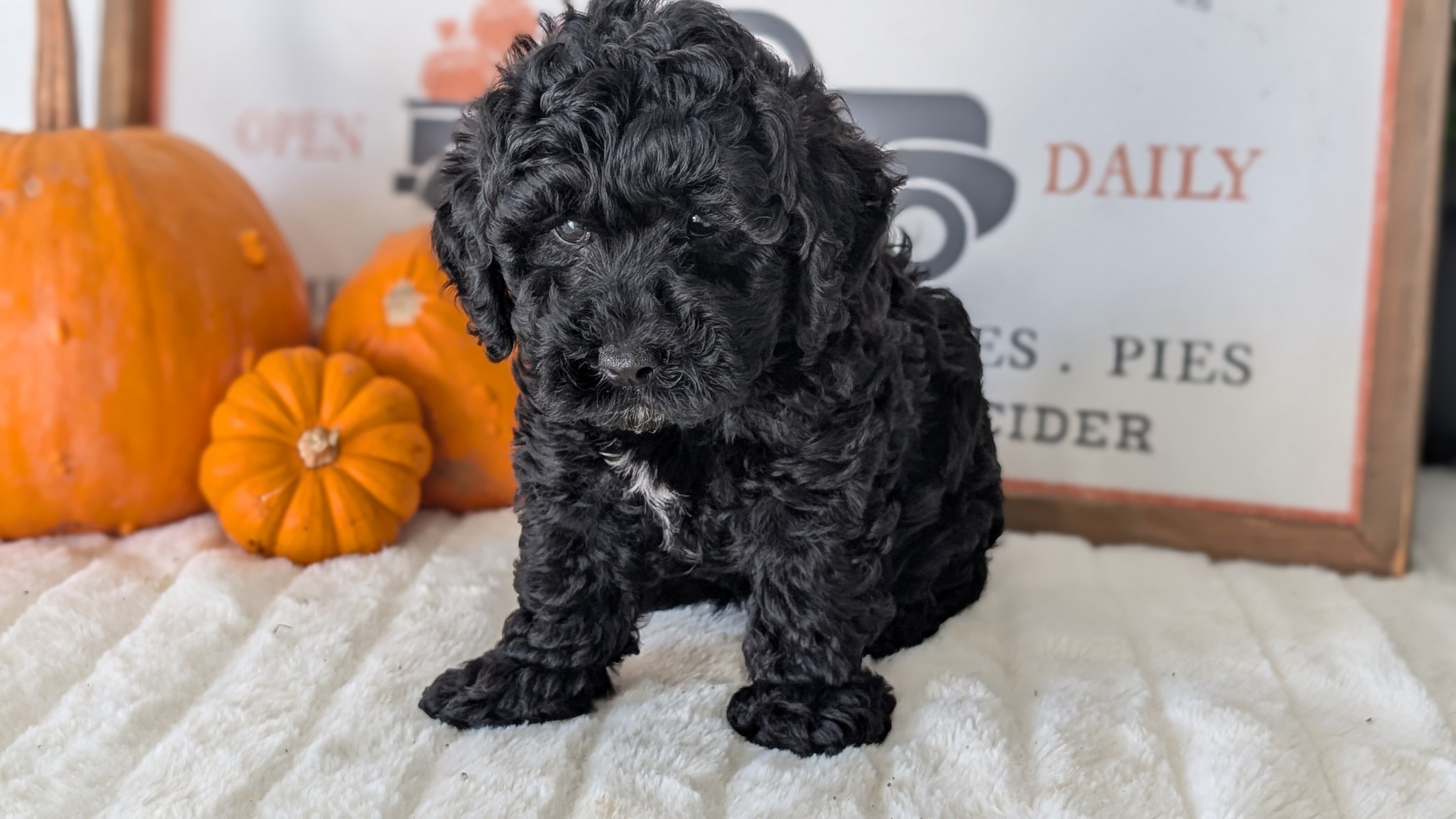 AKC MINI POODLE PUPS image 8