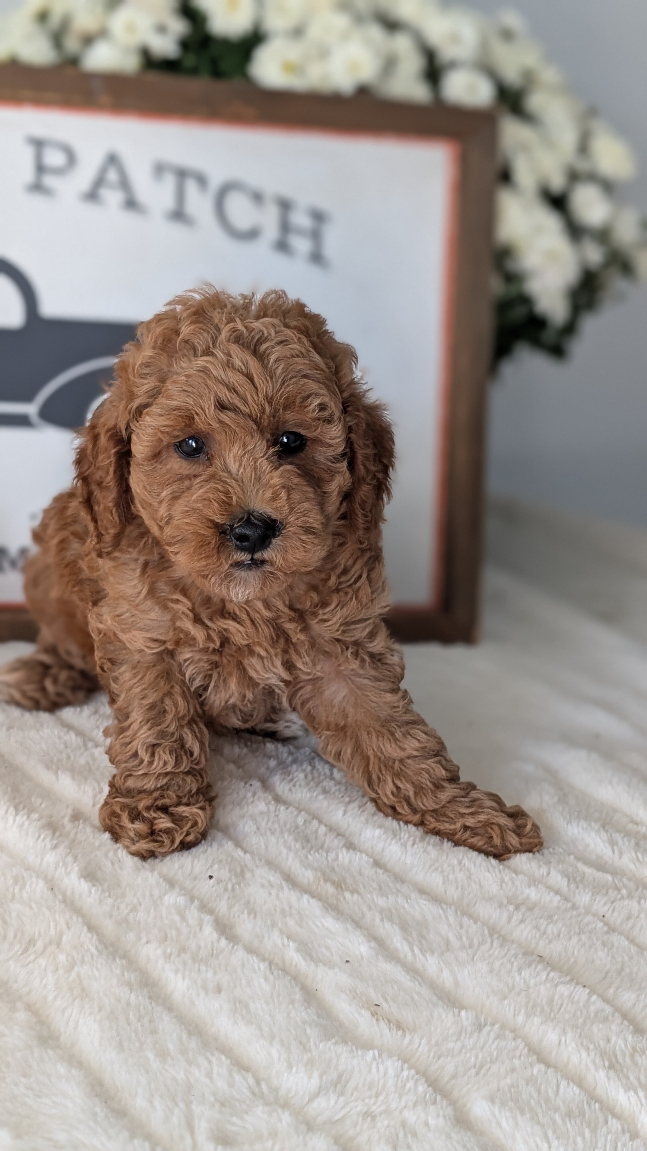 AKC MINI POODLE PUPS image 7
