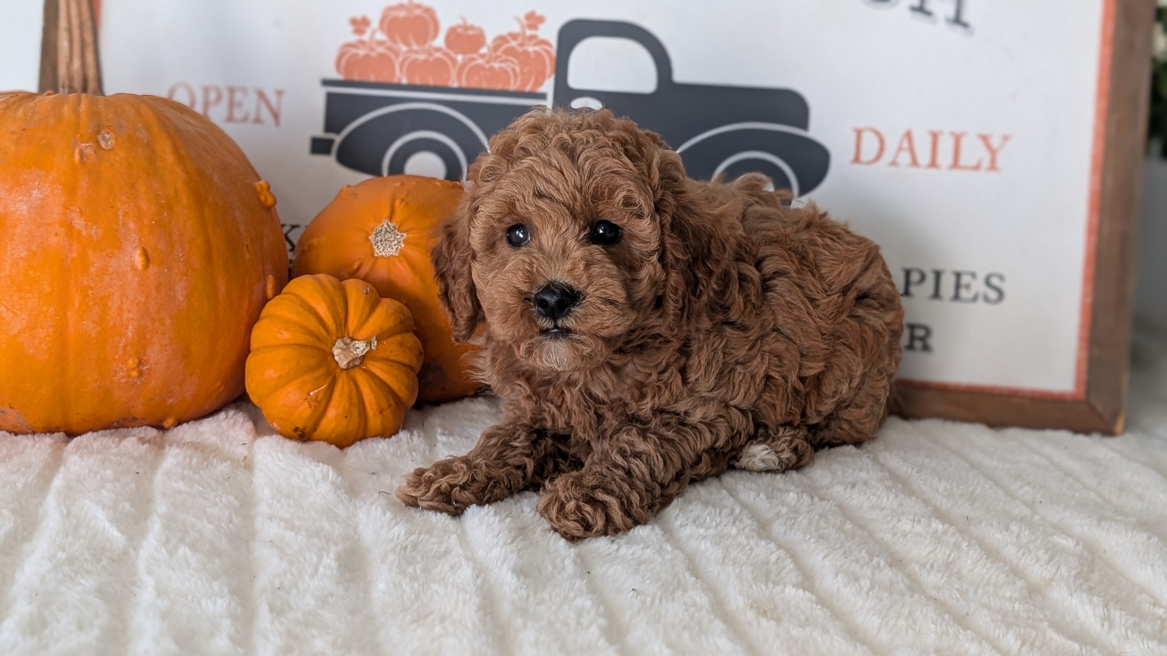 AKC MINI POODLE PUPS image 6