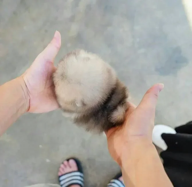 small size pomeranian puppy image 1