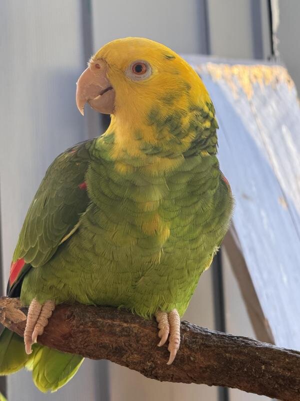 Female yellow-headed Amazon parrots image 2