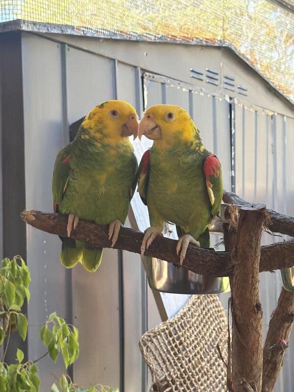 Female yellow-headed Amazon parrots image 4