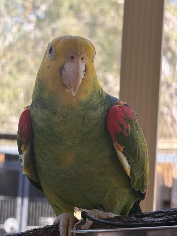 Female yellow-headed Amazon parrots image 3