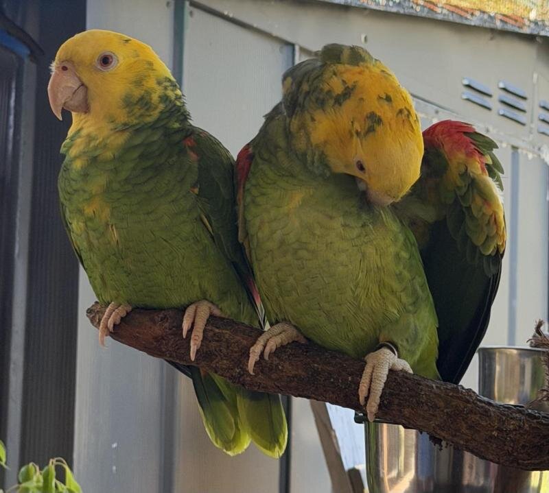 Female yellow-headed Amazon parrots image 5