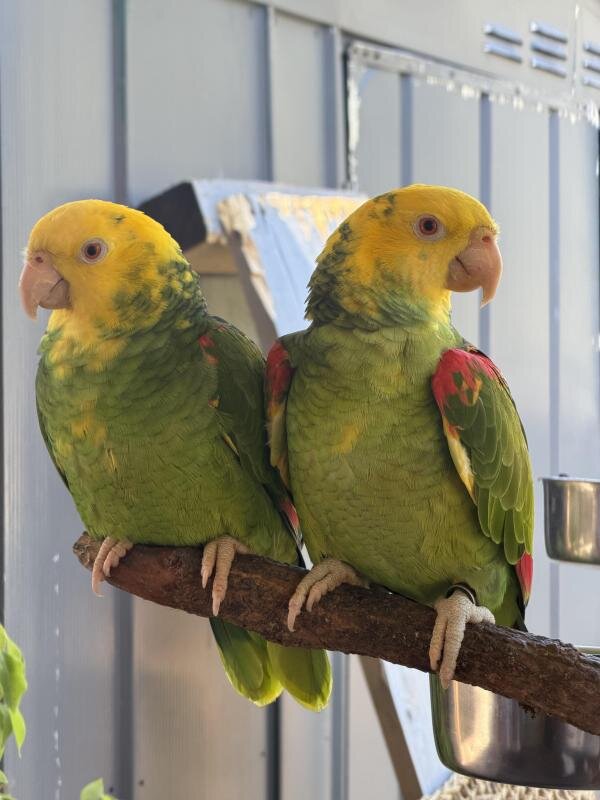Female yellow-headed Amazon parrots image 1