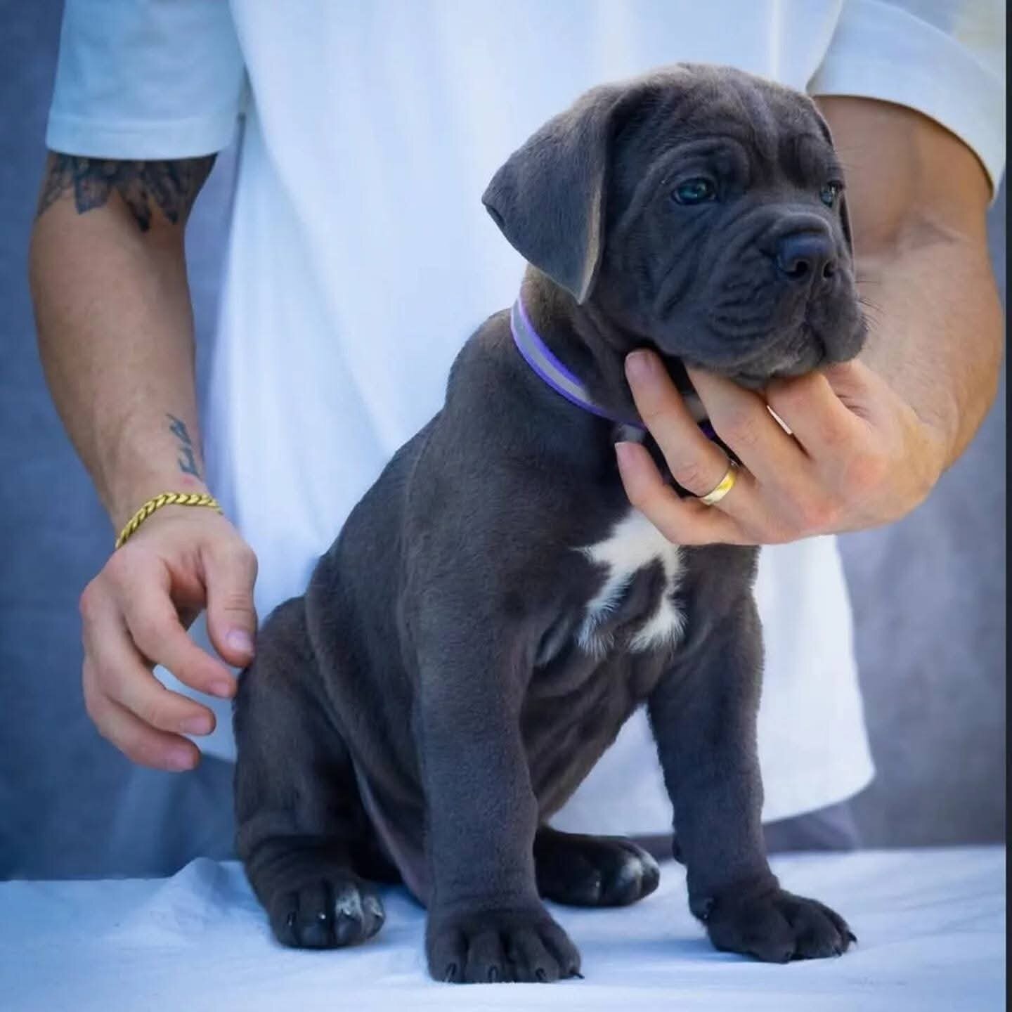 Cane Corso Puppies image 3
